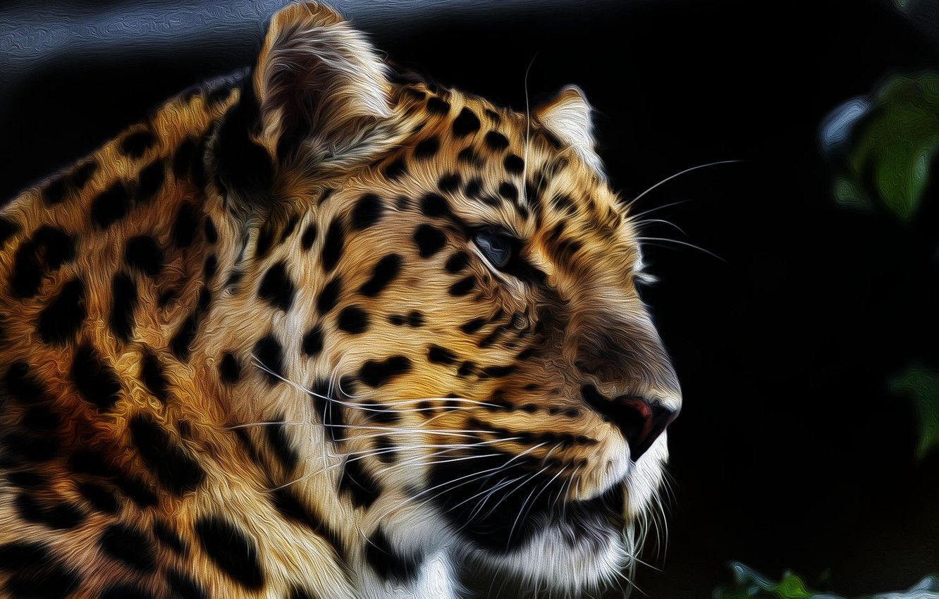 Wallpaper face, predator, The Amur leopard image for desktop