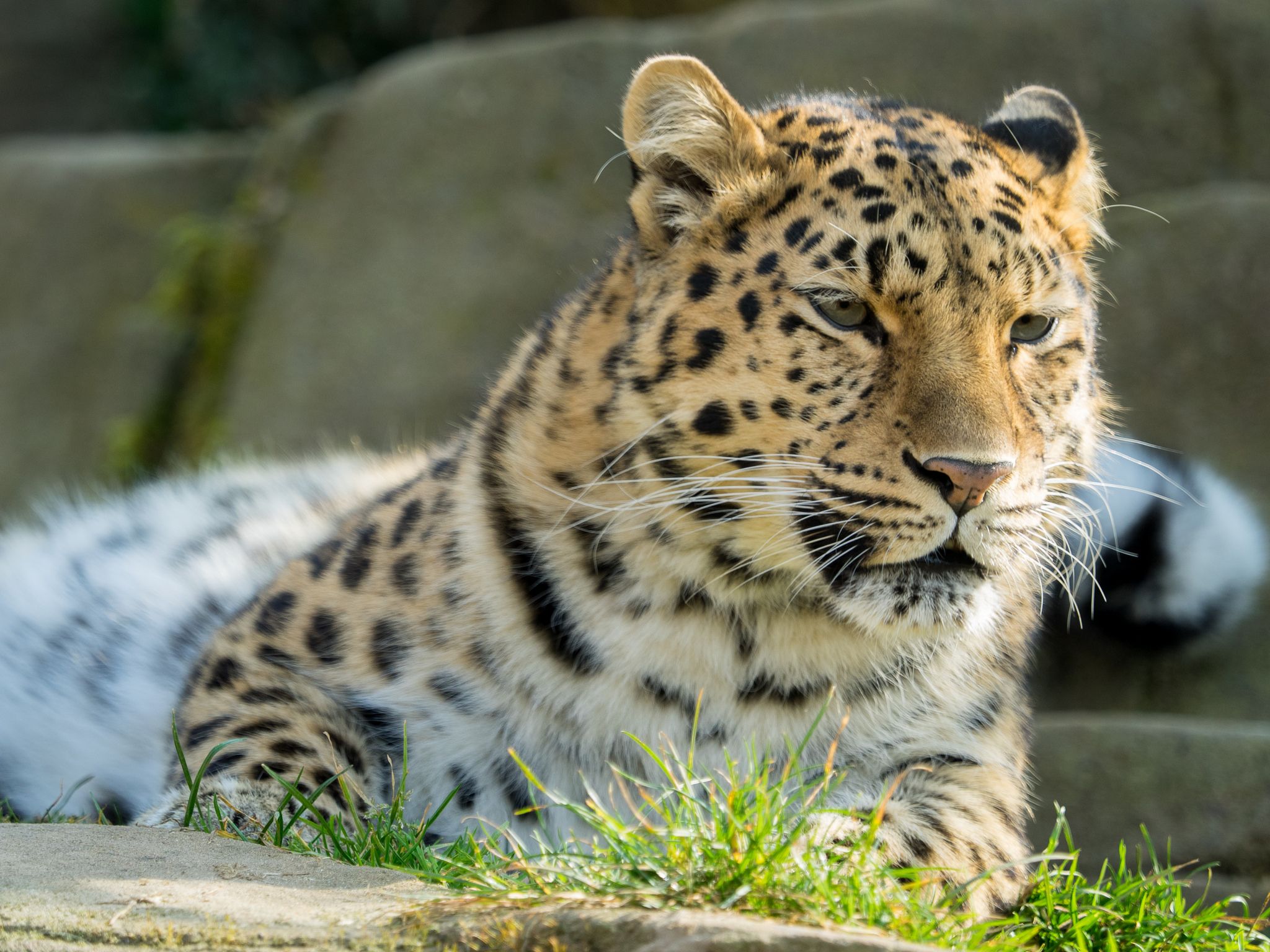 Conservation Profile: The Amur Leopard