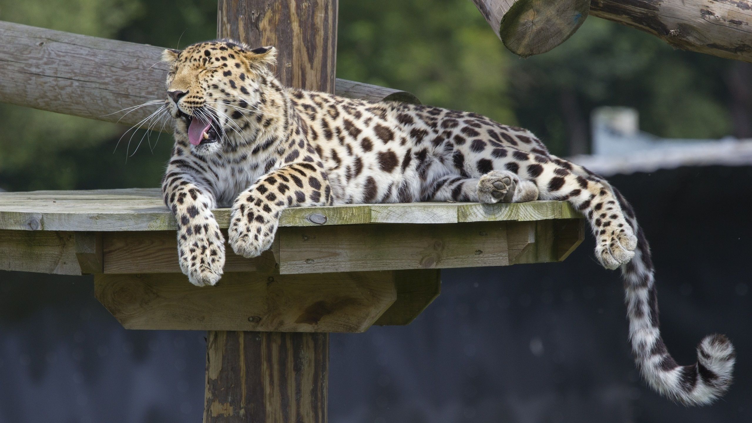 Wallpaper Amur leopard, predator, rest, yawns 2560x1600 HD Picture