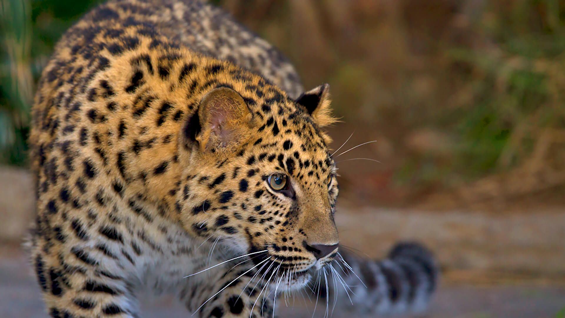 Leopard. San Diego Zoo Animals & Plants