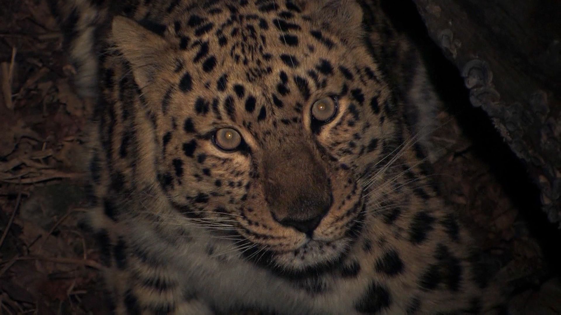 Video of Amur leopard