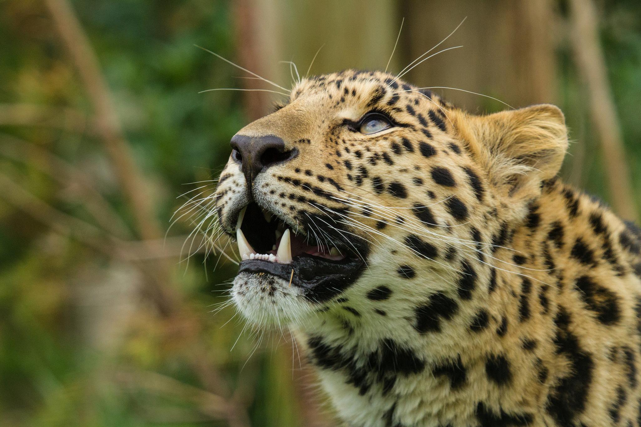 wallpaper amur leopard, leopard, predator HD, Widescreen, High