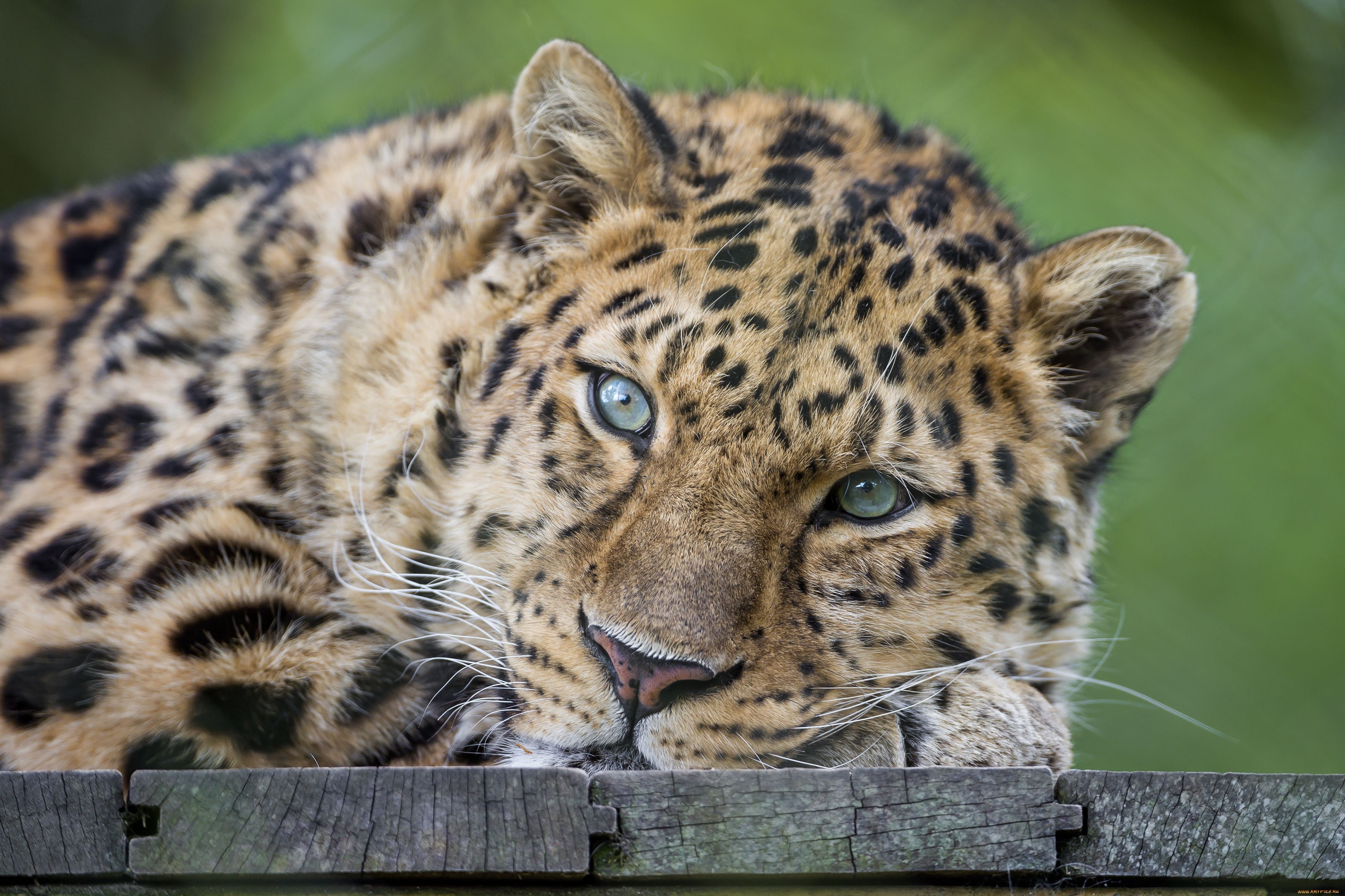 Animals Carnivorous Close Up Green Eyes Leopards Wallpaper