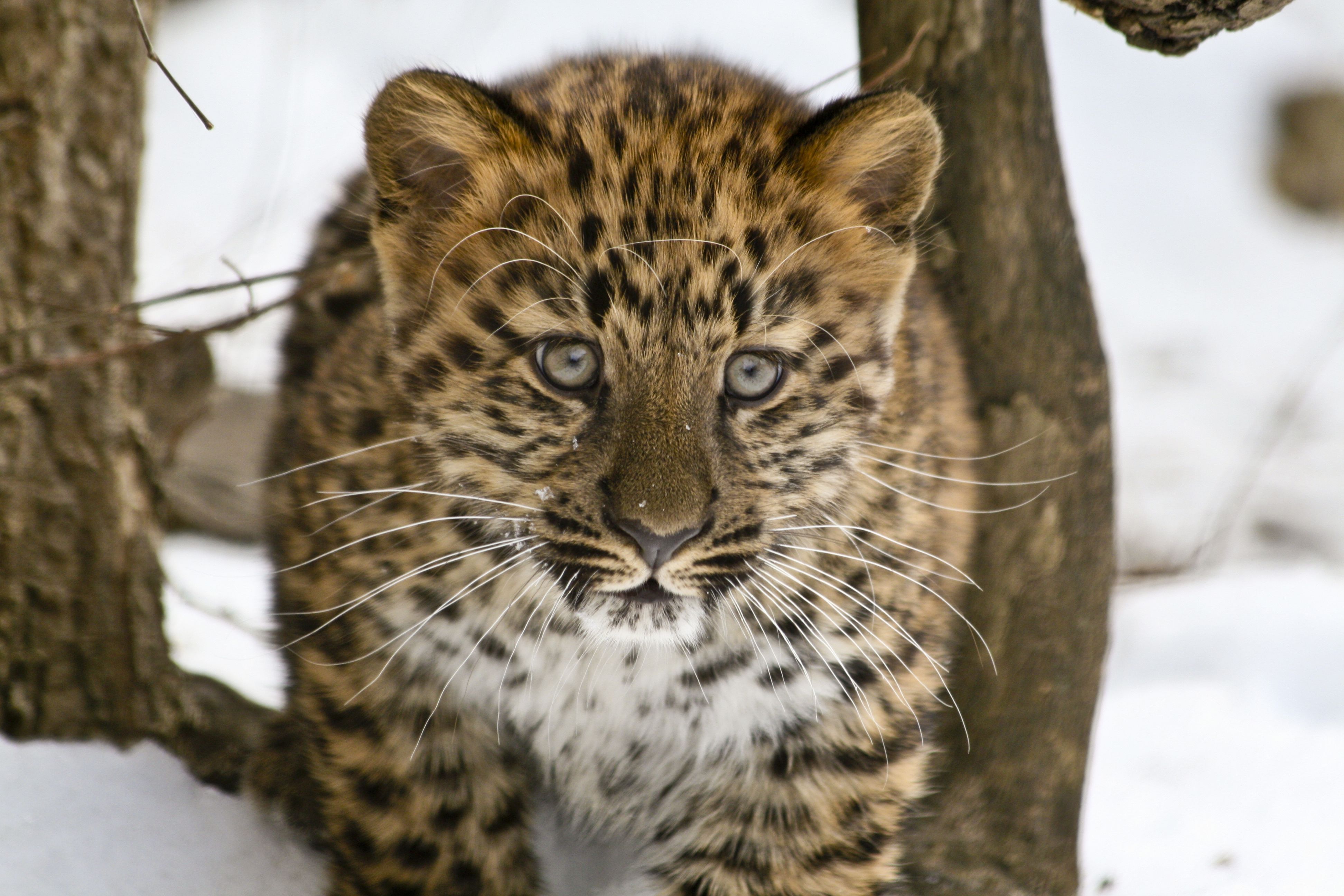 3888x2592px Amur Leopard (4805.01 KB).07.2015