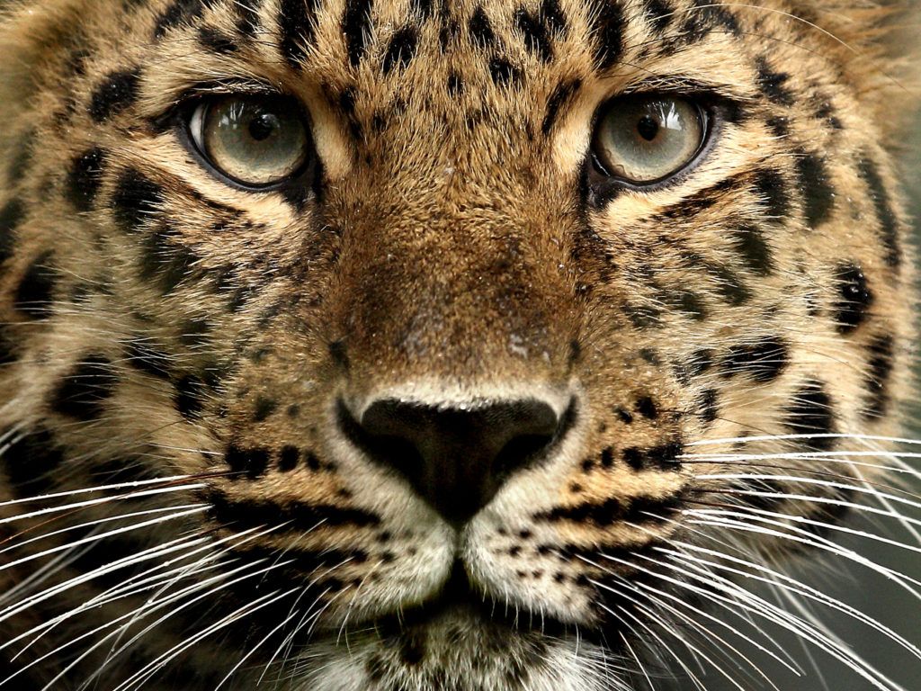 Greenville Saves Amur leopards. WildCats Conservation Alliance
