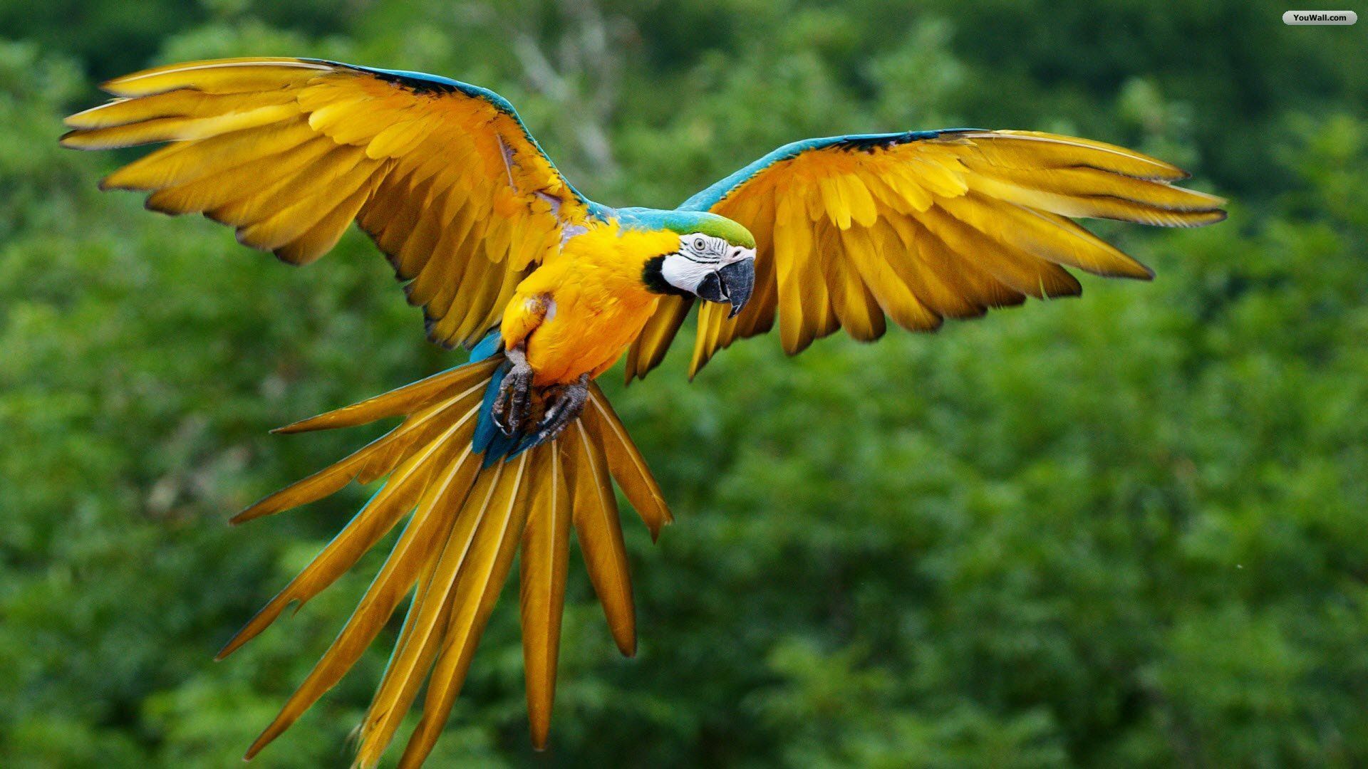 Wonderful Flying Parrot HD Wallpaper Download Free Parrot Desktop
