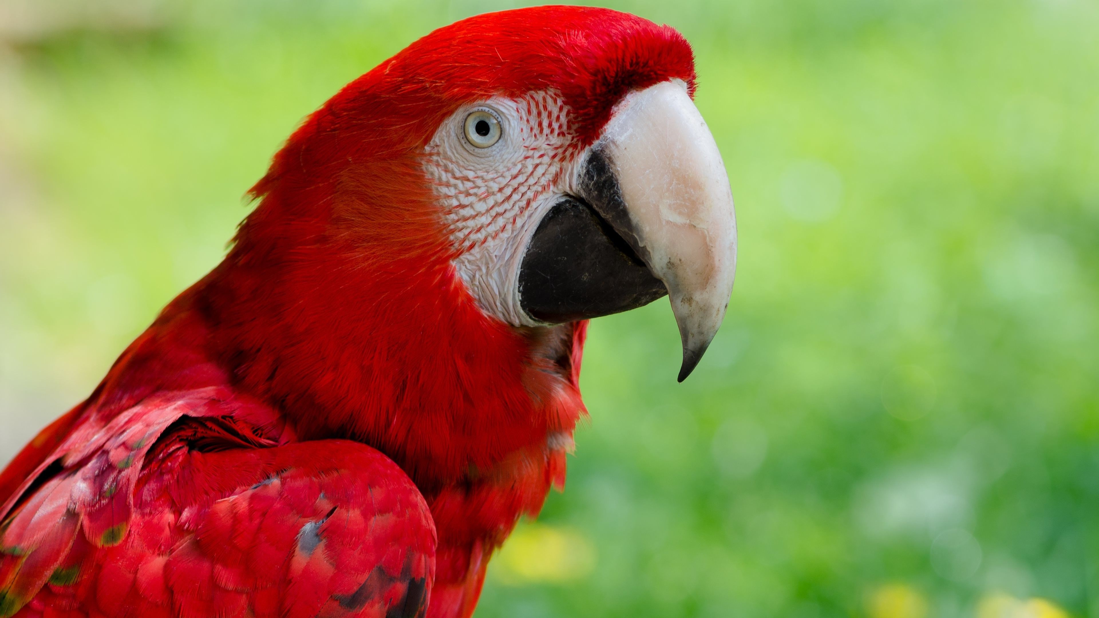 animals, Macaws, Nature, Closeup, Birds, Parrot Wallpaper HD