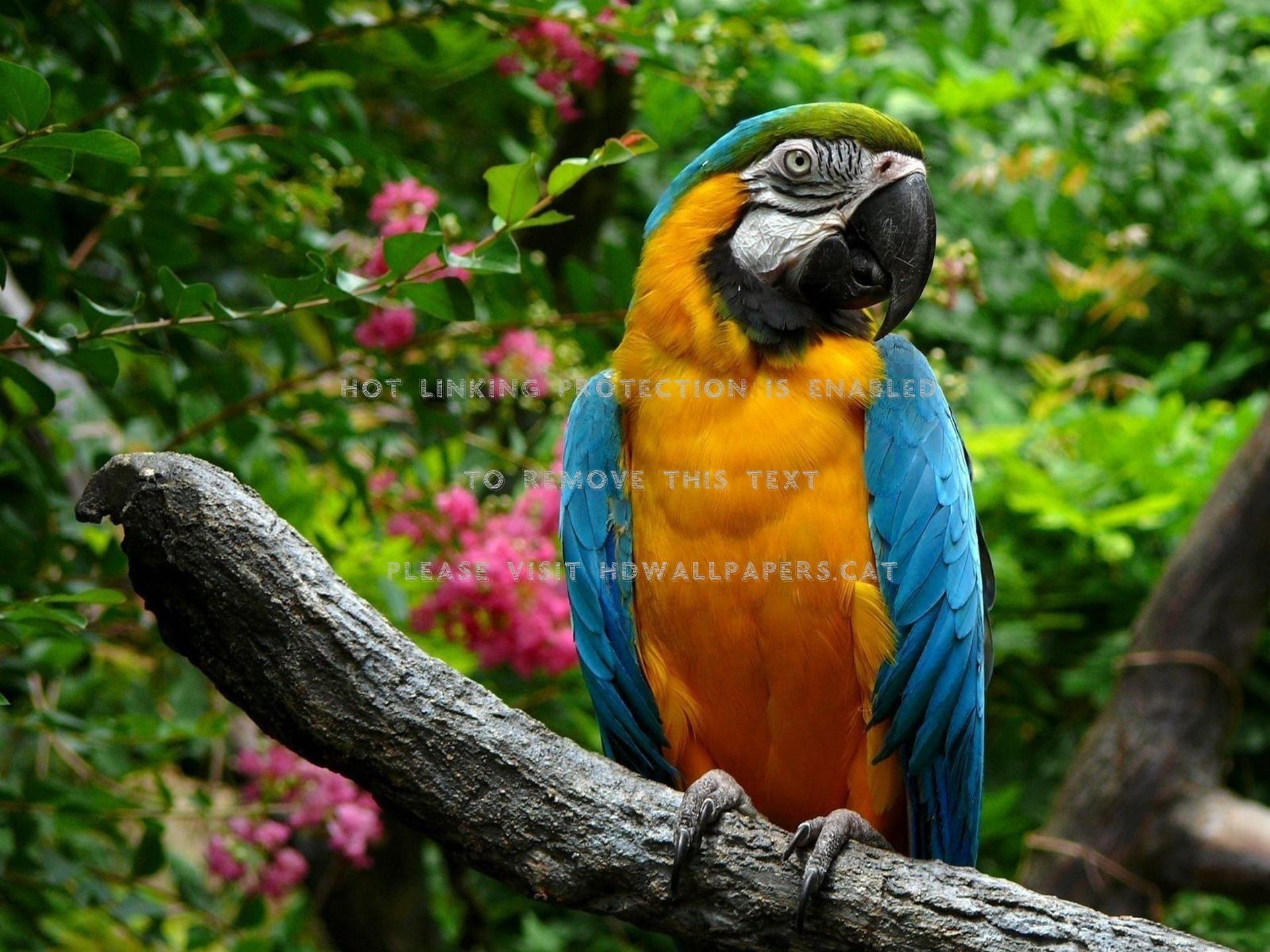 macaw HD birds animals parrot