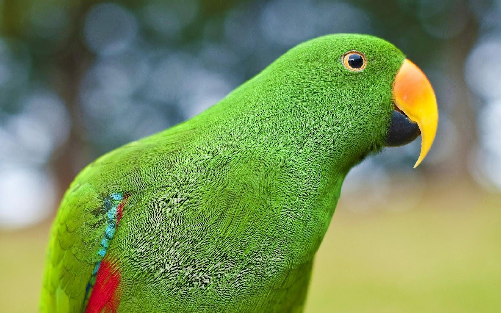 Wallpaper of a beautiful green parrot. HD Animals Wallpaper