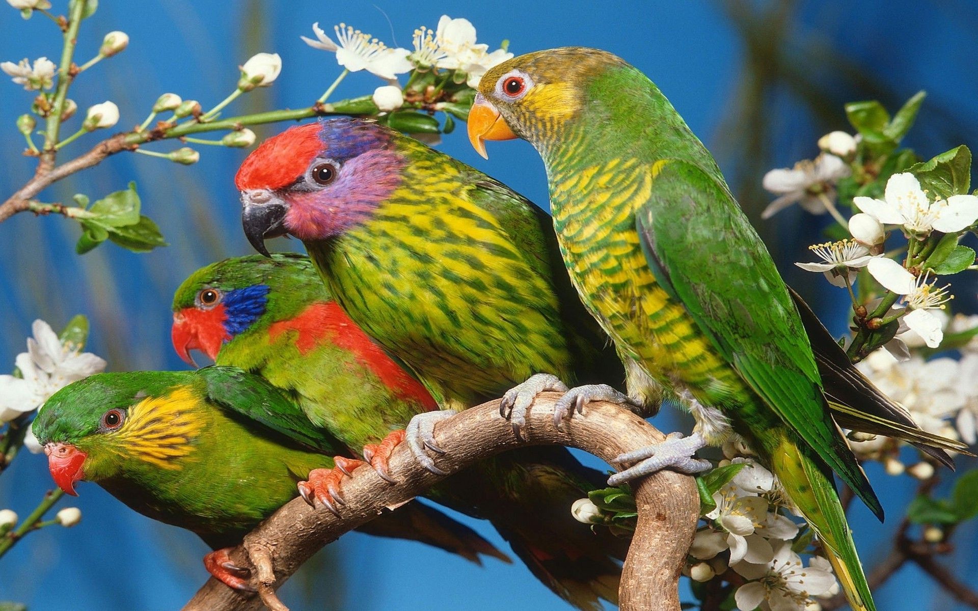 parrot, Animals, Birds, White Flowers Wallpaper HD / Desktop