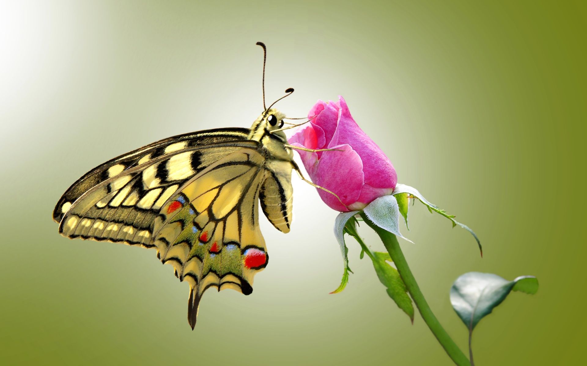 Butterfly & Pink Rose wallpaper. Butterfly & Pink Rose