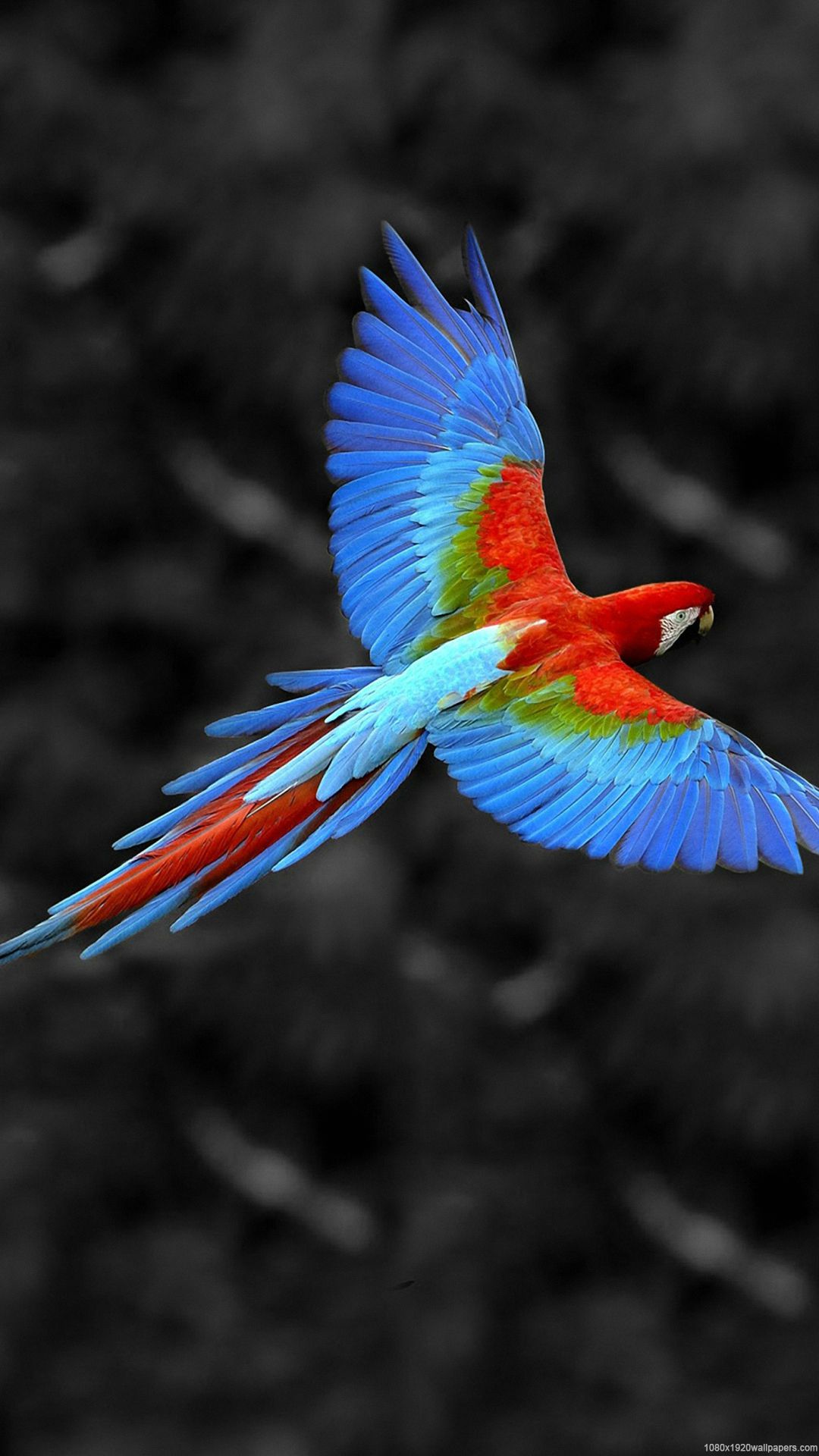 1080x1920 Beautiful Parrot Wallpapers HD
