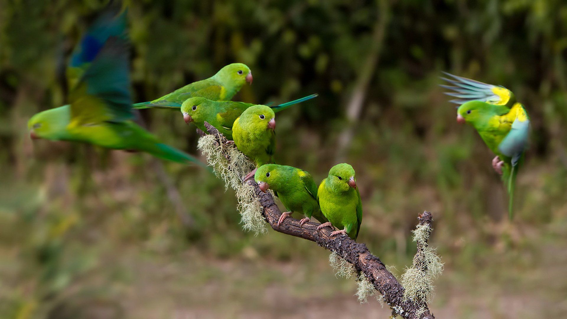 Parrot HD Wallpaper and Background Image