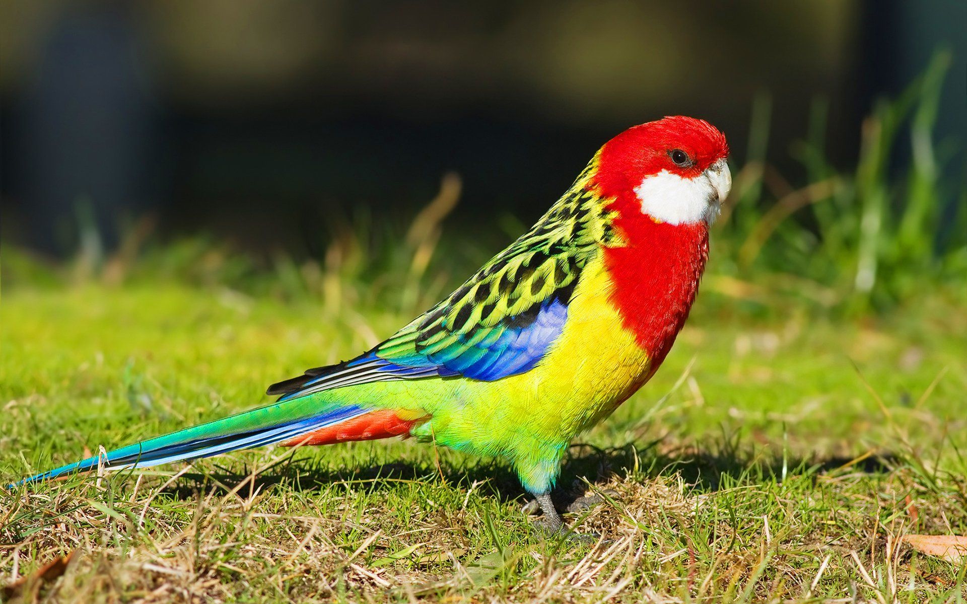 birds, Parrots, Rosella, Animals, Parrot Wallpaper HD / Desktop