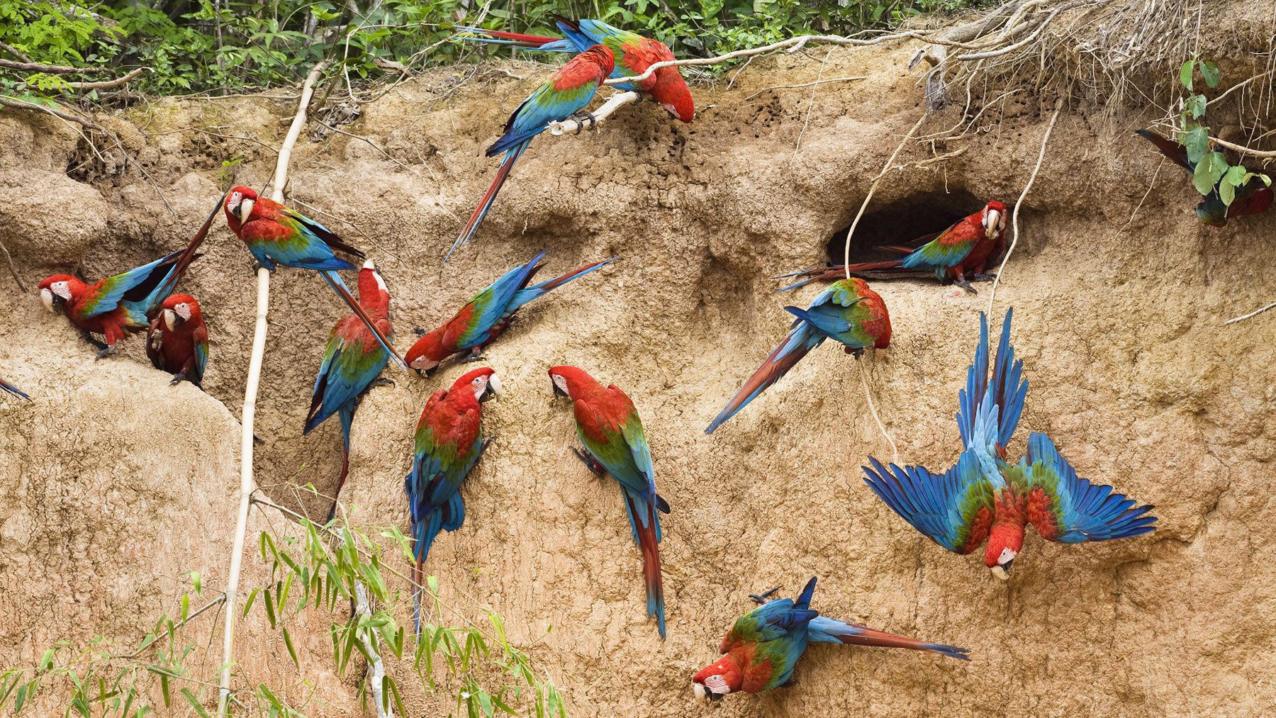 Parrot Birds HD Wallpaper