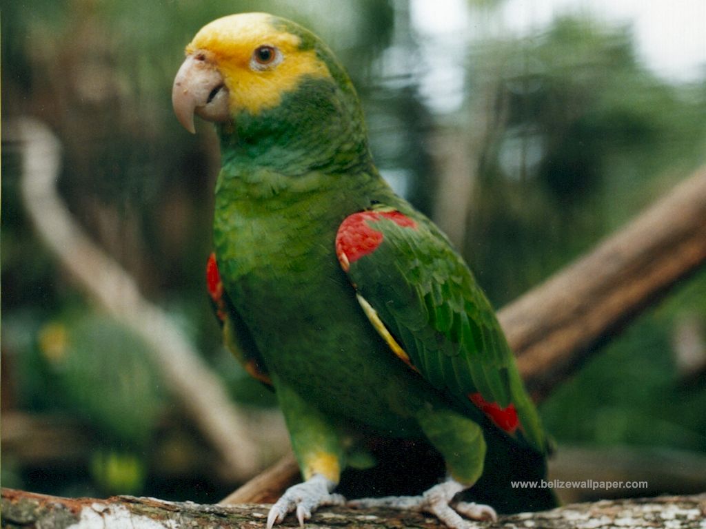 Free download The Parrot HD Wallpaper The Parrot Wallpaper