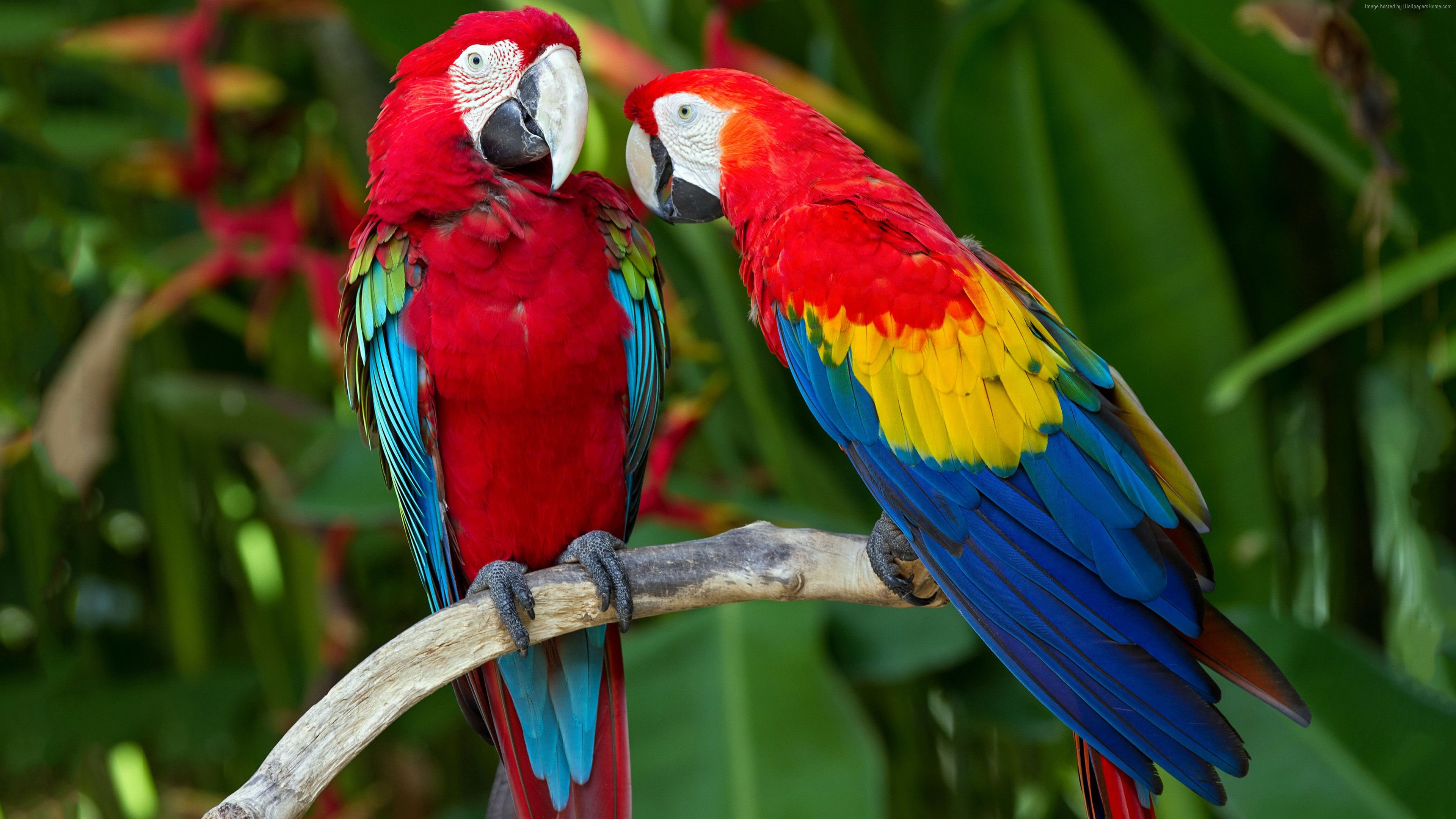 Wallpaper parrot, plumage, branch, exotic, red, blue, Animals