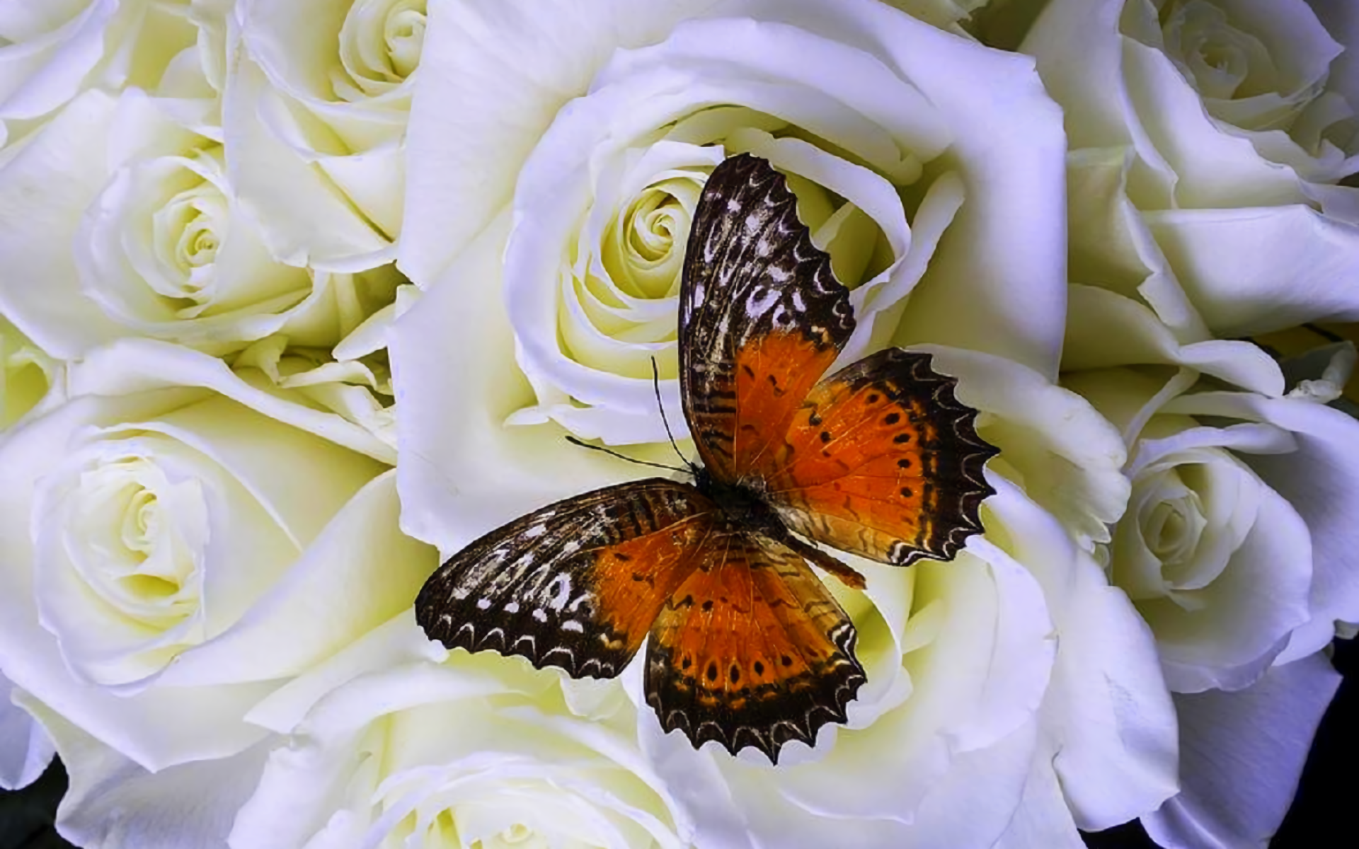 Butterfly And Rose Wallpapers - Wallpaper Cave