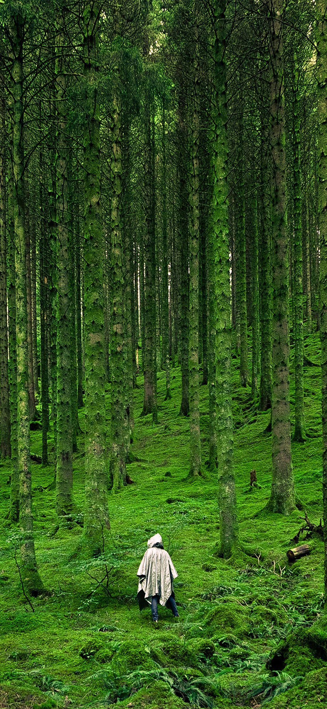In Wood Forest Green Mountain Nature Wallpaper