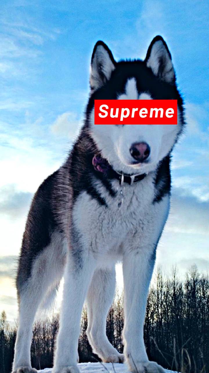 Dogs Supreme Wallpapers - Wallpaper Cave