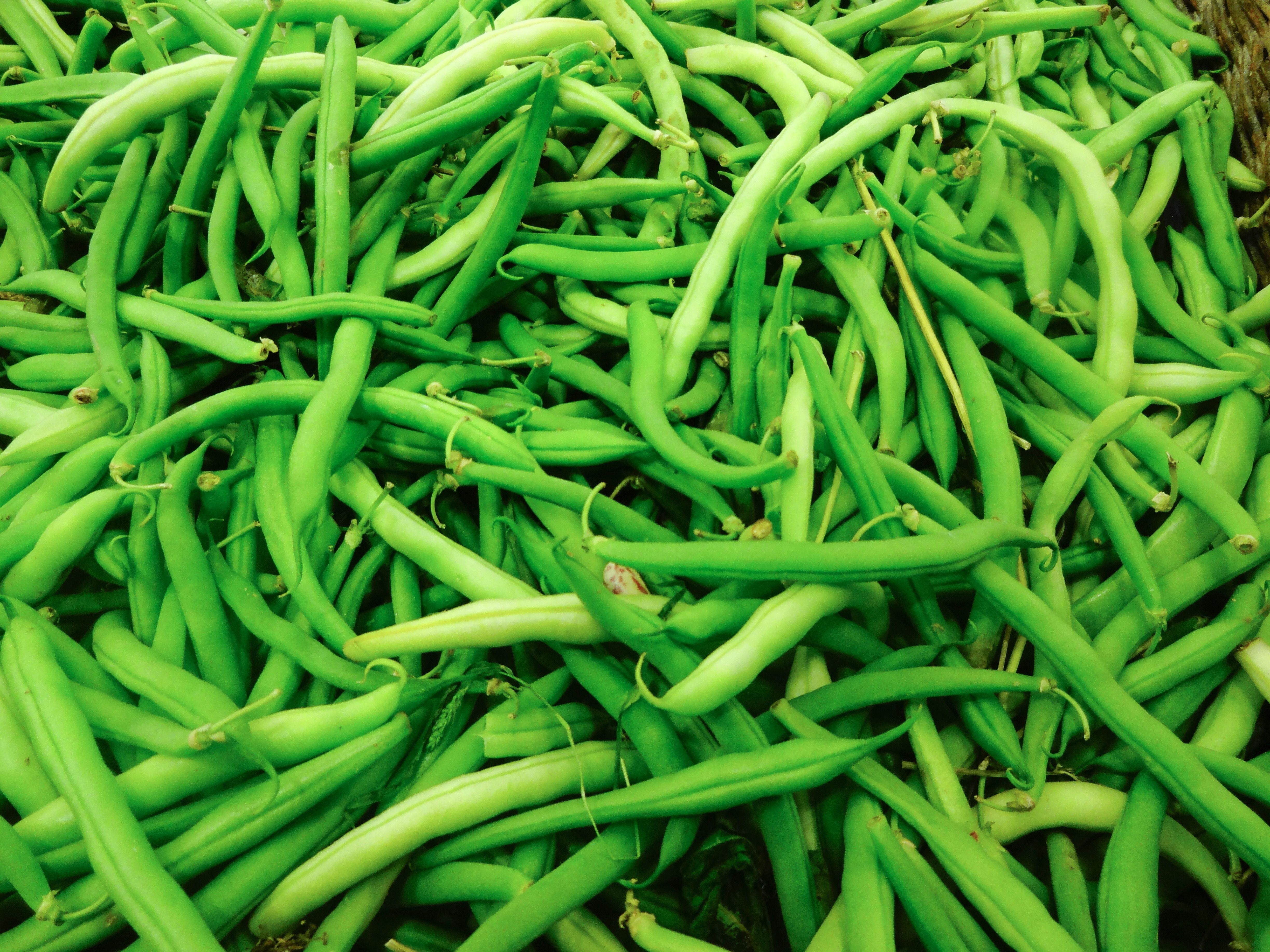 green bean pods free image