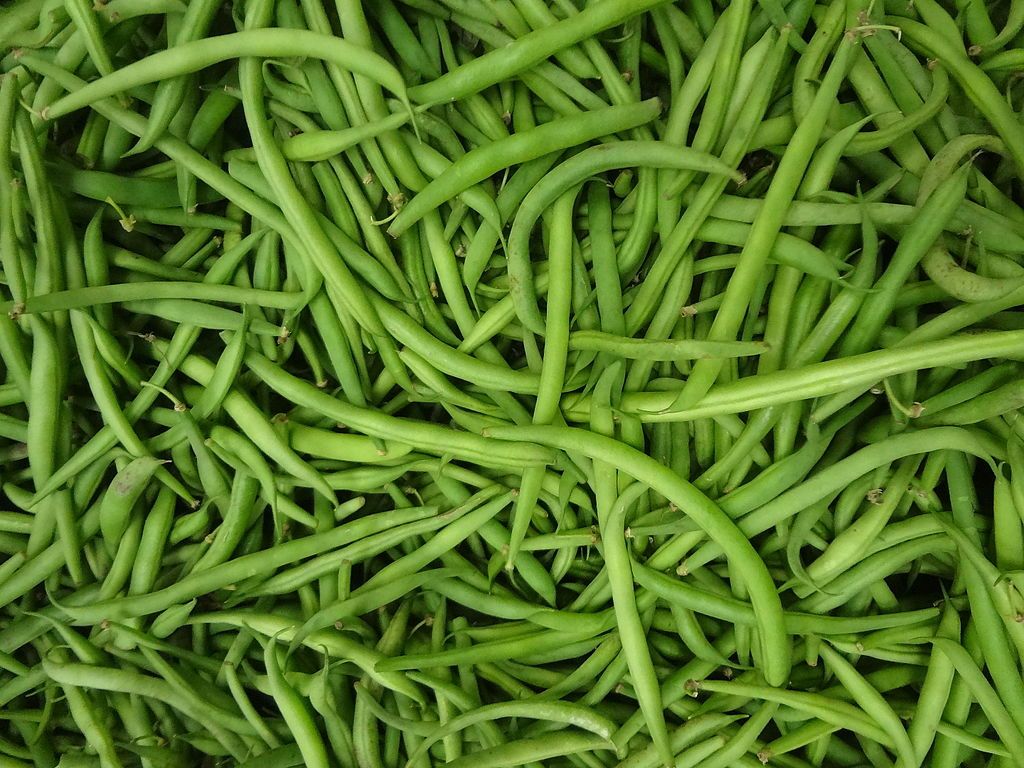 Phaseolus vulgaris, the common green