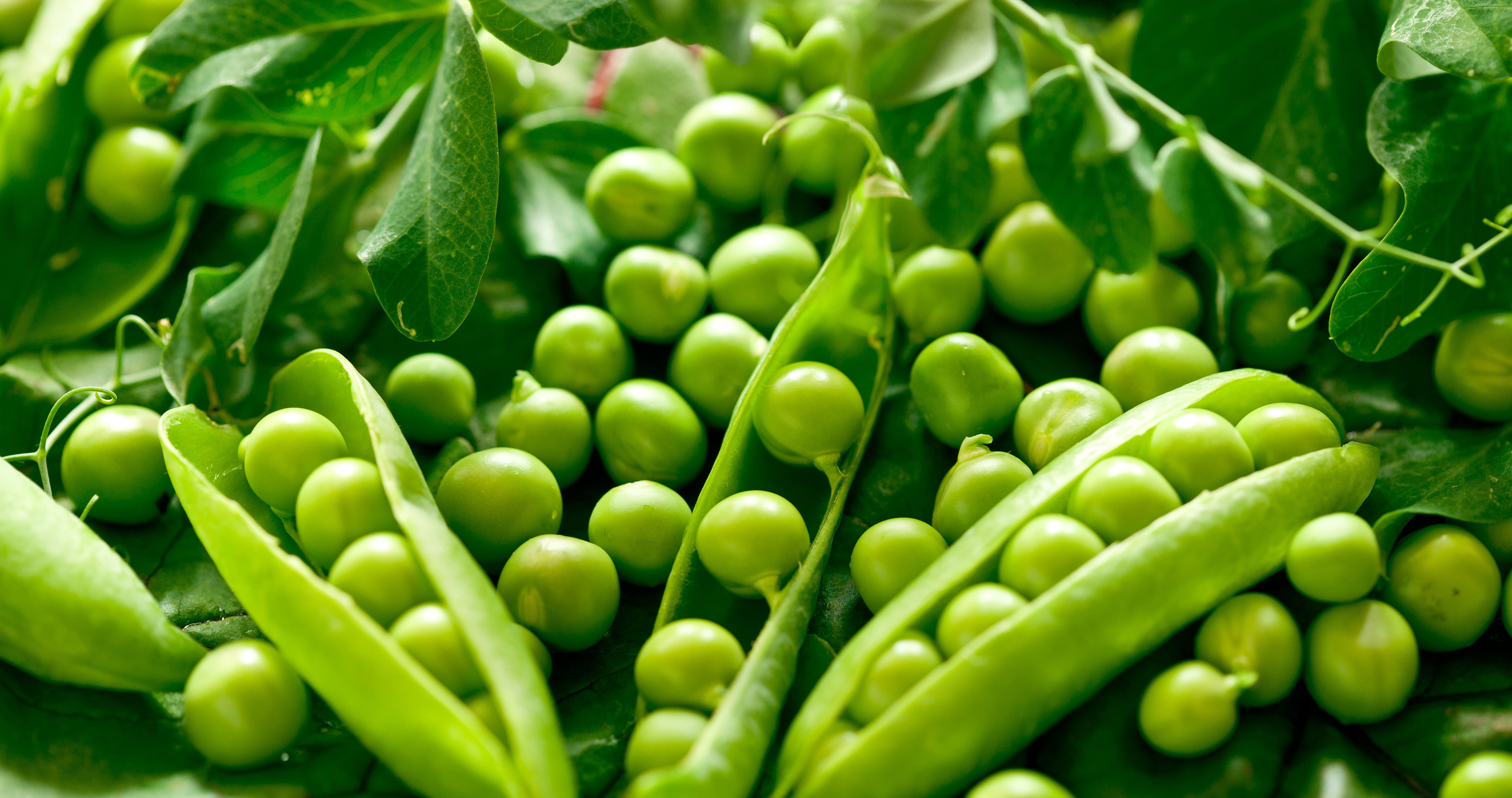 green beans #leaves #peas green peas #pods K #wallpaper #hdwallpaper #desktop. Best edibles, Edible plants, Tips for growing tomatoes