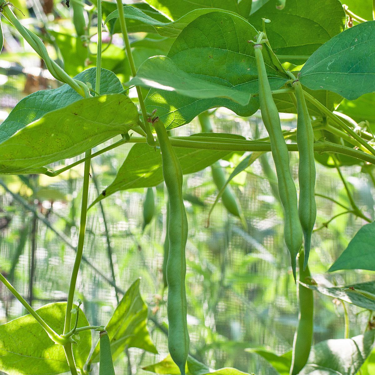 Green Bean Plant: Care and Growing Guide