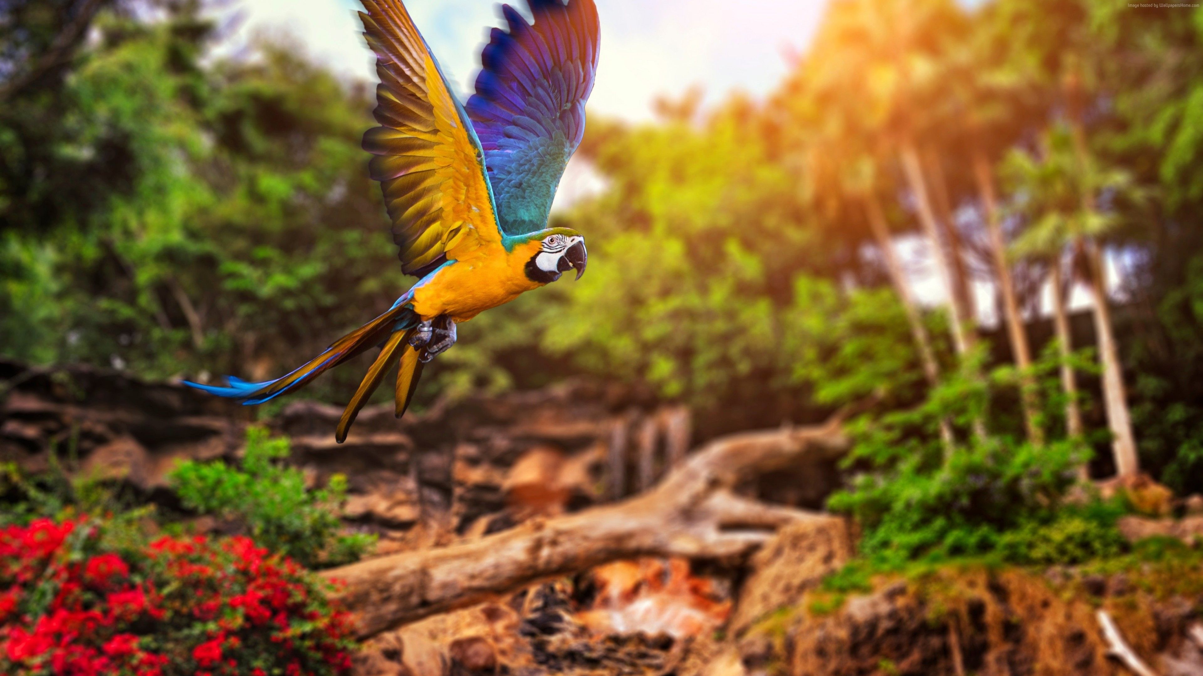 Colorful Parrot 4k, HD Birds, 4k Wallpapers, Image, Backgrounds