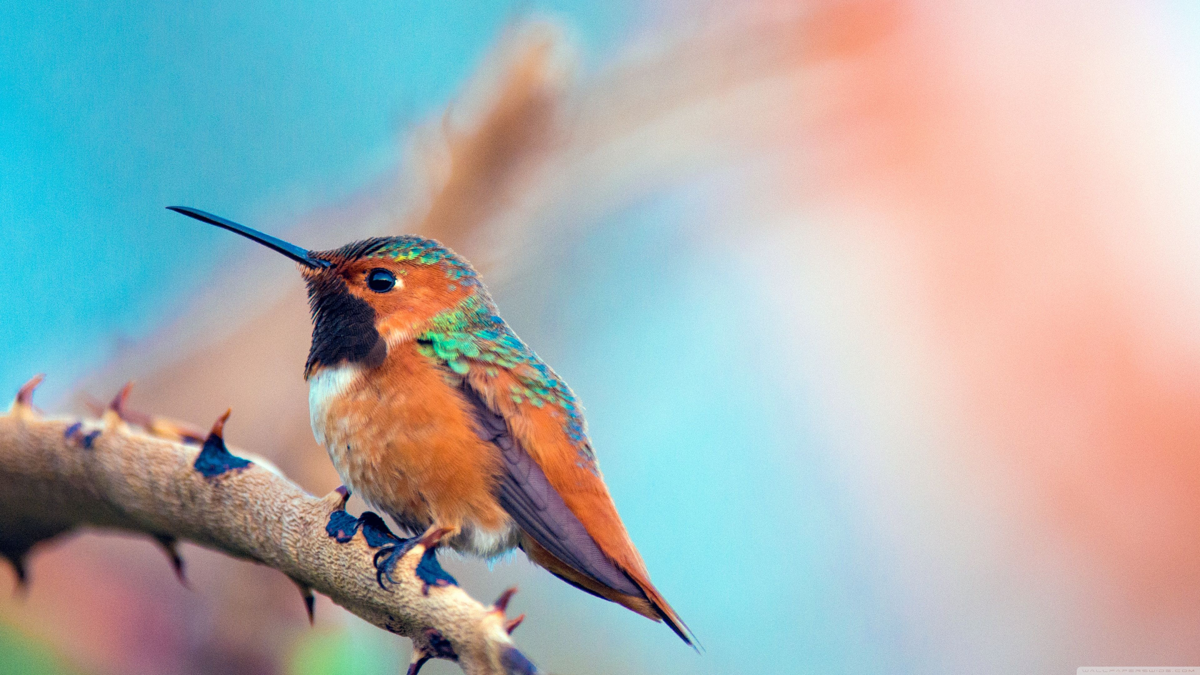 Most Beautiful Birds Ultra HD Desktop Backgrounds Wallpapers for 4K