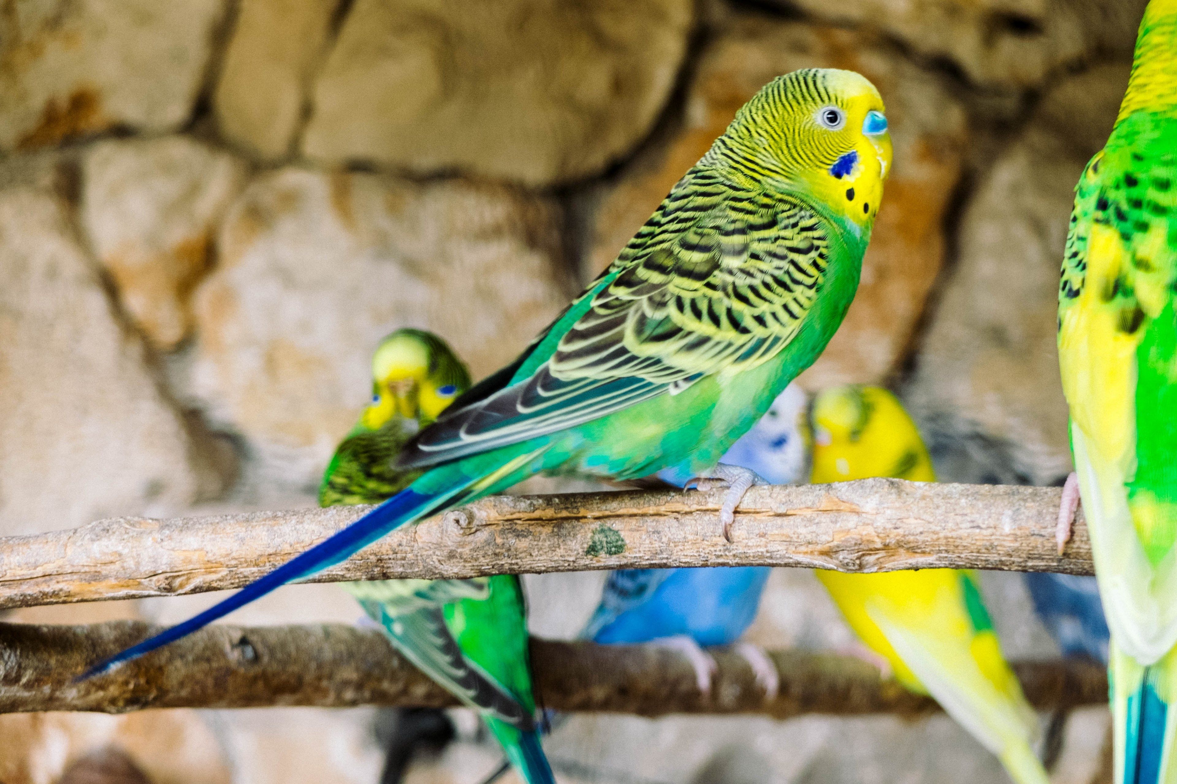 bird canary avian and birds hd 4k wallpapers and backgrounds