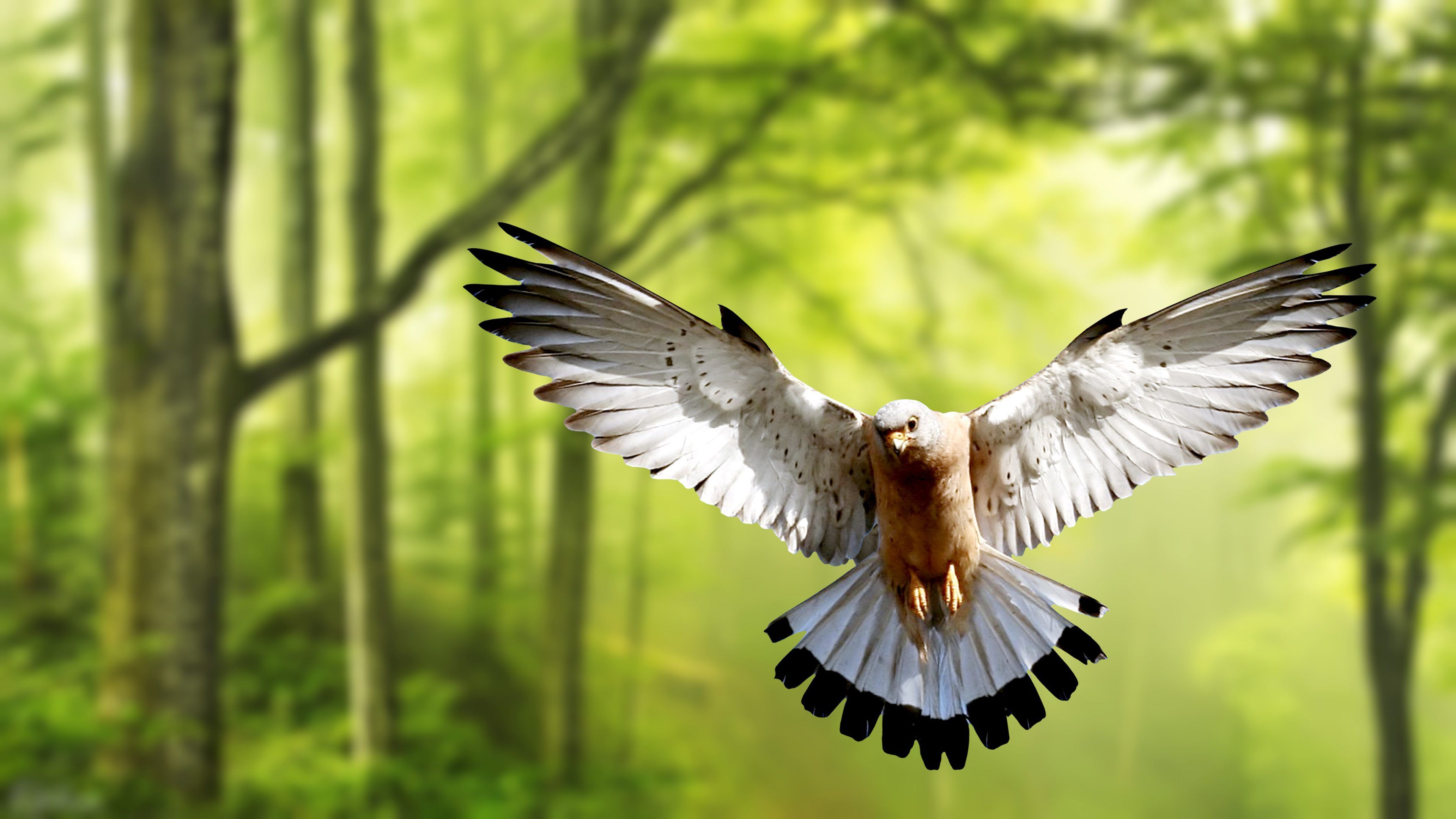 Eagle Bird Forest Green Trees 4K Wallpapers