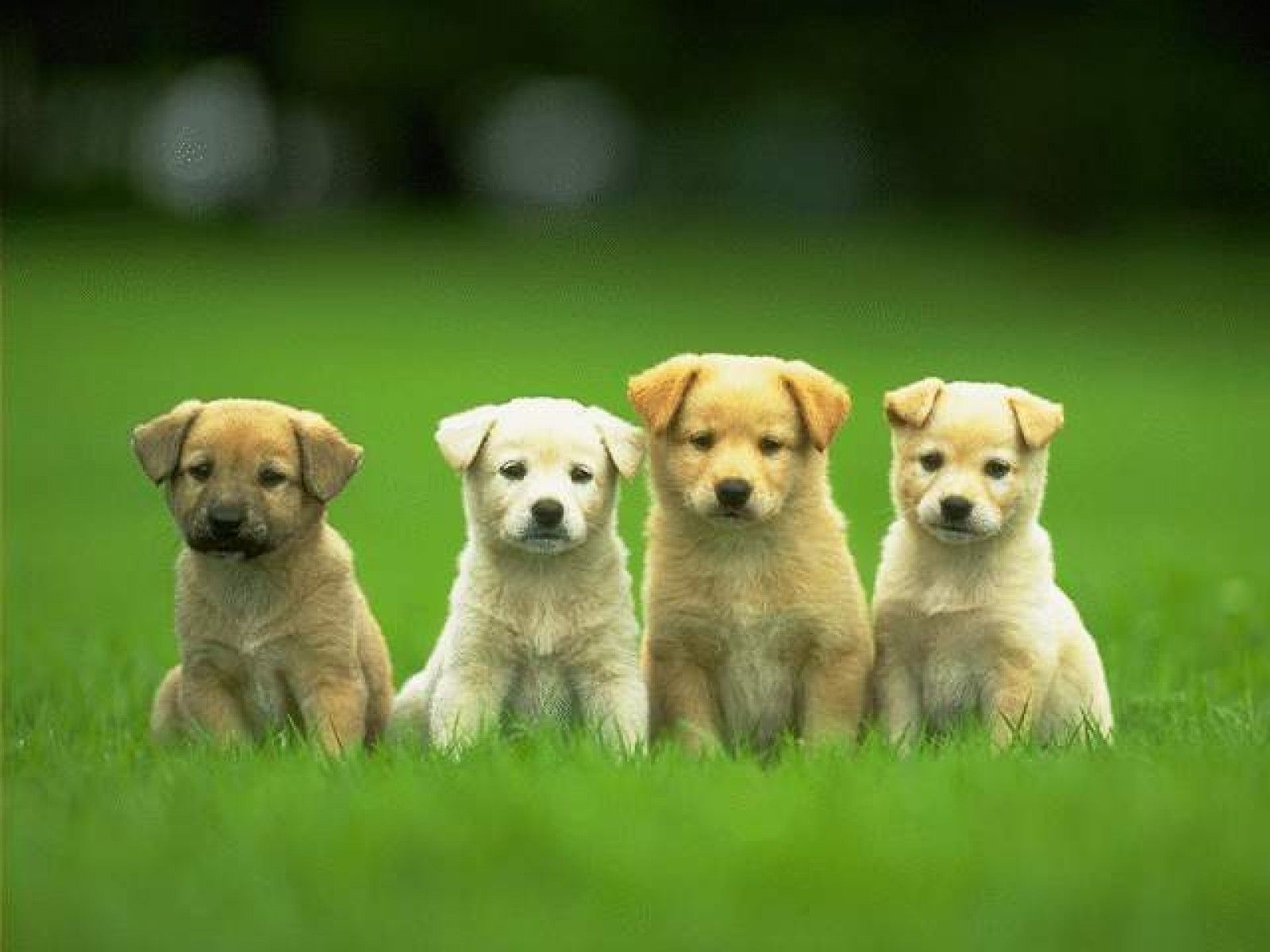 Desktop picture of cute little dogs wallpaper. Puppy training