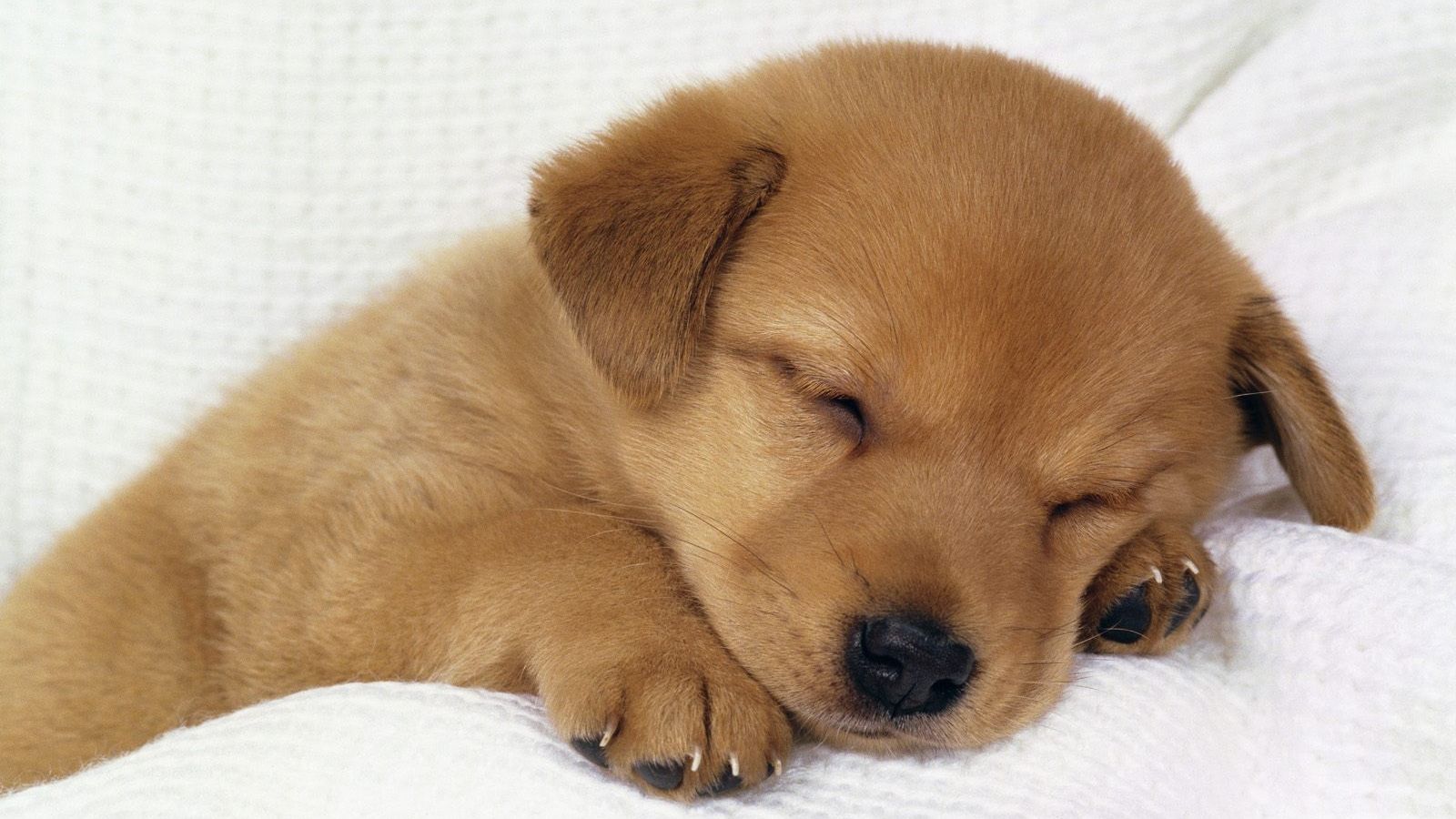 Free download Little Puppy background cute puppy wallpaper funny