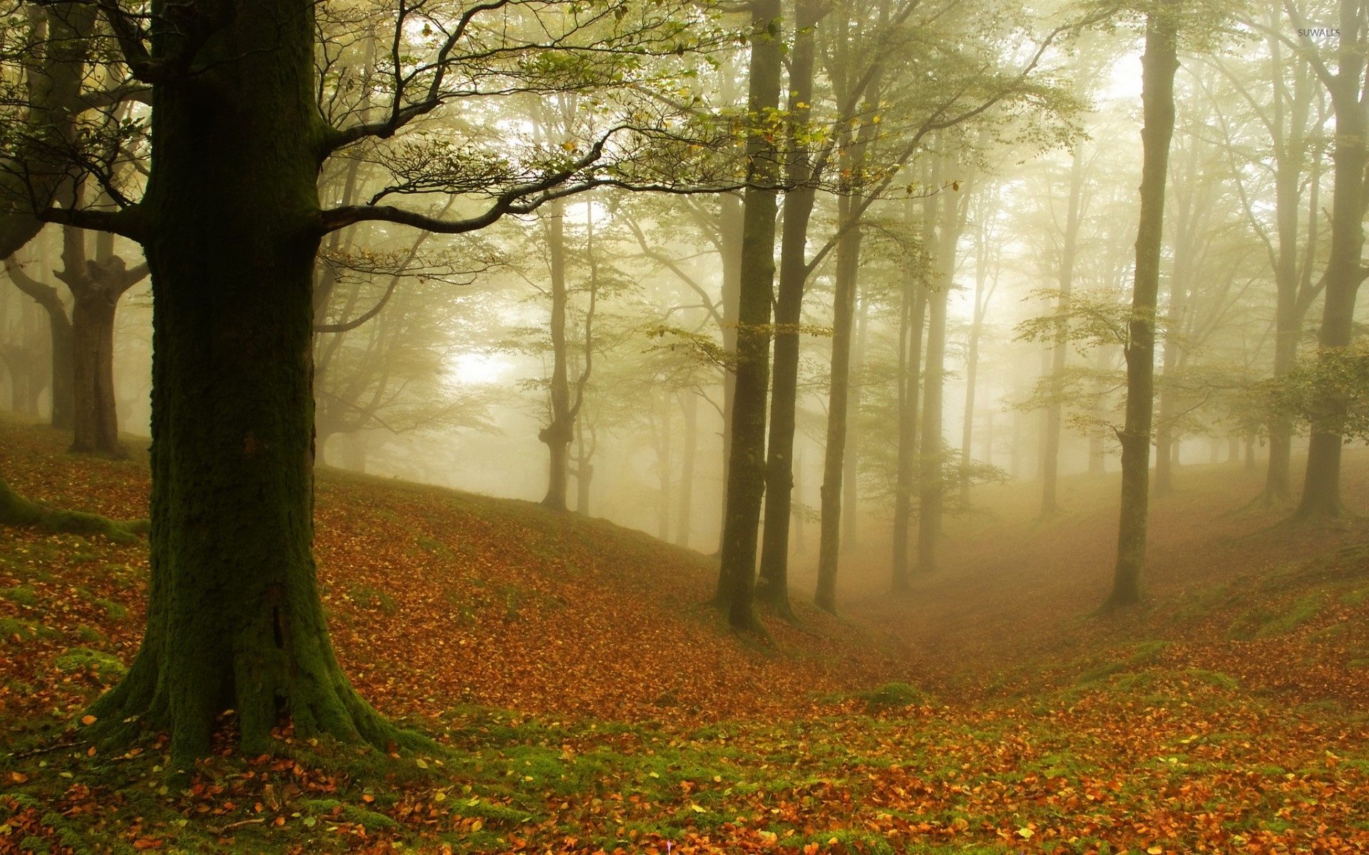 Foggy autumn forest [4] wallpaper wallpaper