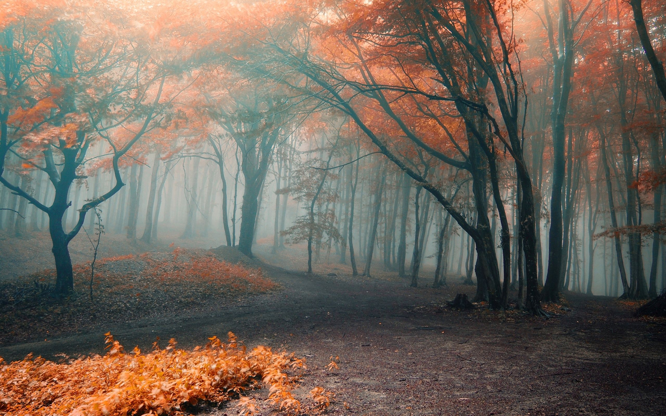 Forest orange fog autumn leaves wallpaperx1600