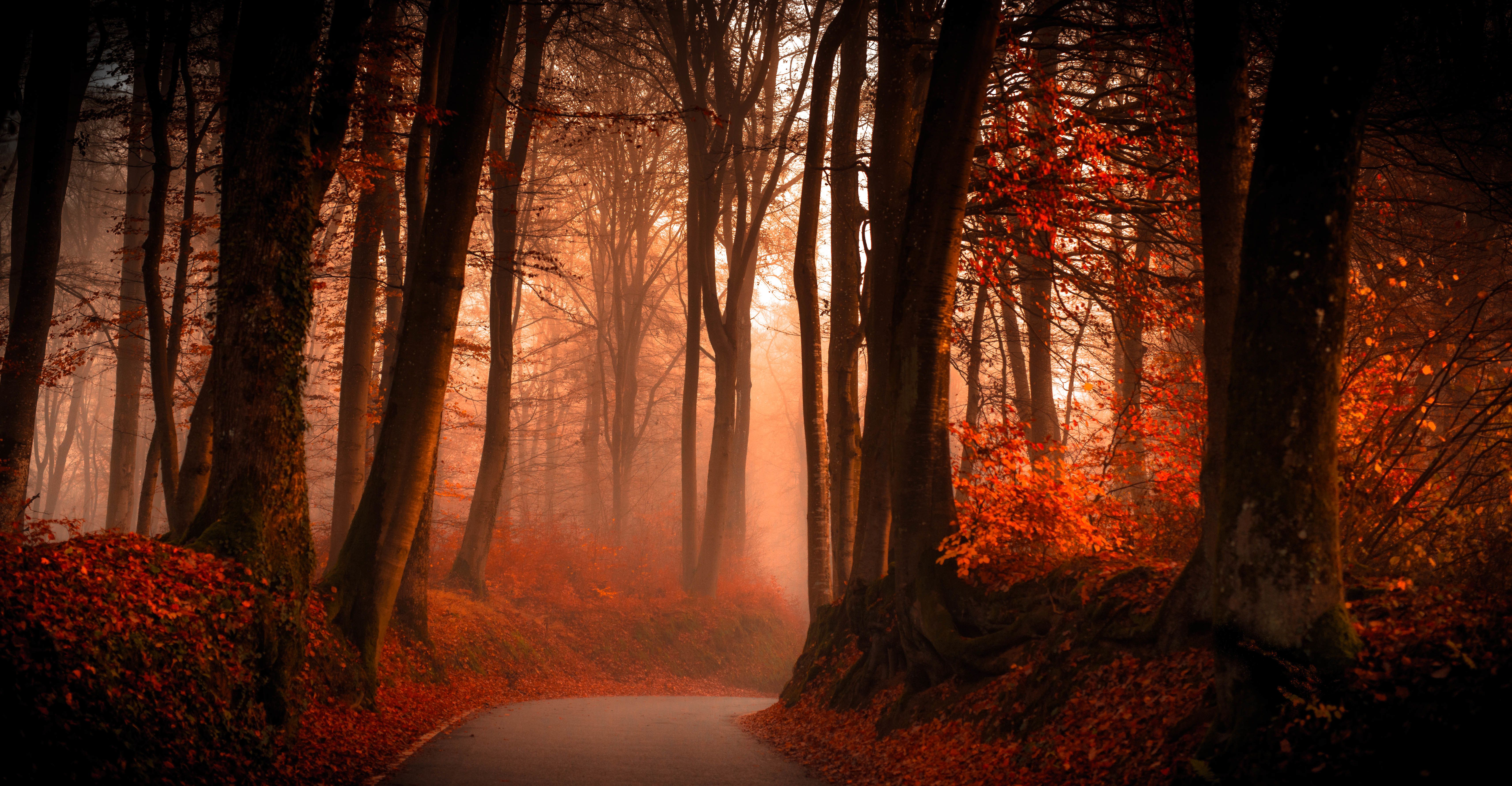 Foggy Winding Road in Autumn Forest 5k Retina Ultra HD Wallpaper