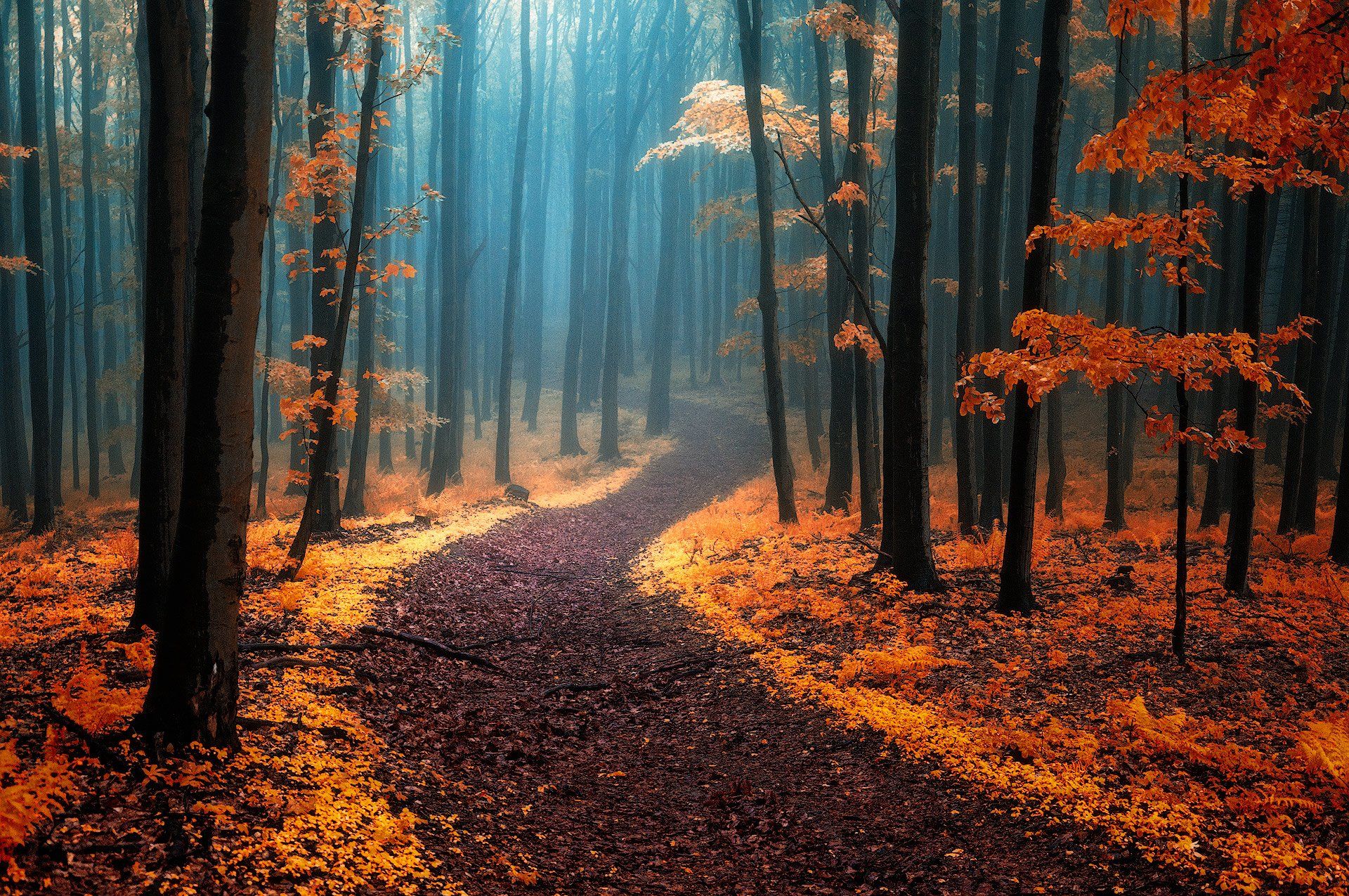 Path in Foggy Autumn Forest HD Wallpaper