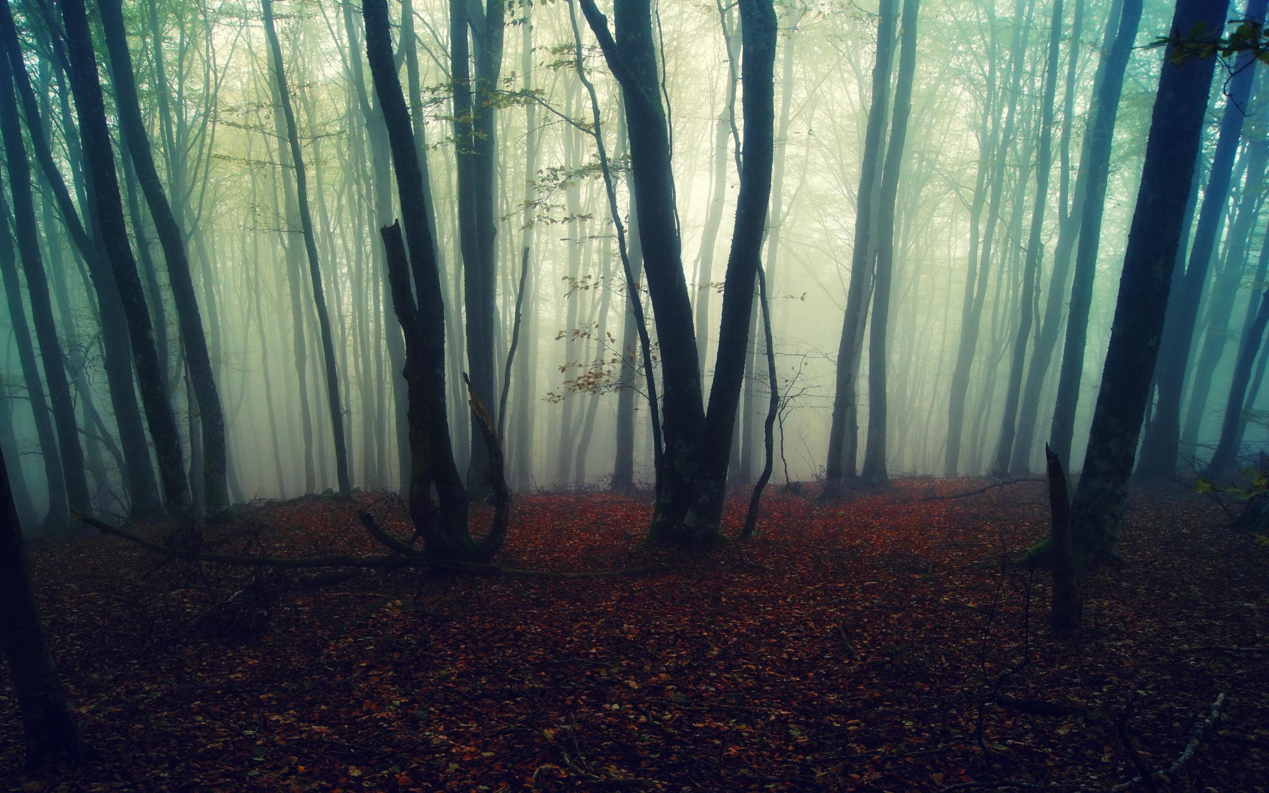 Free download Autumn Wallpaper foggy forest Wallpaper HD