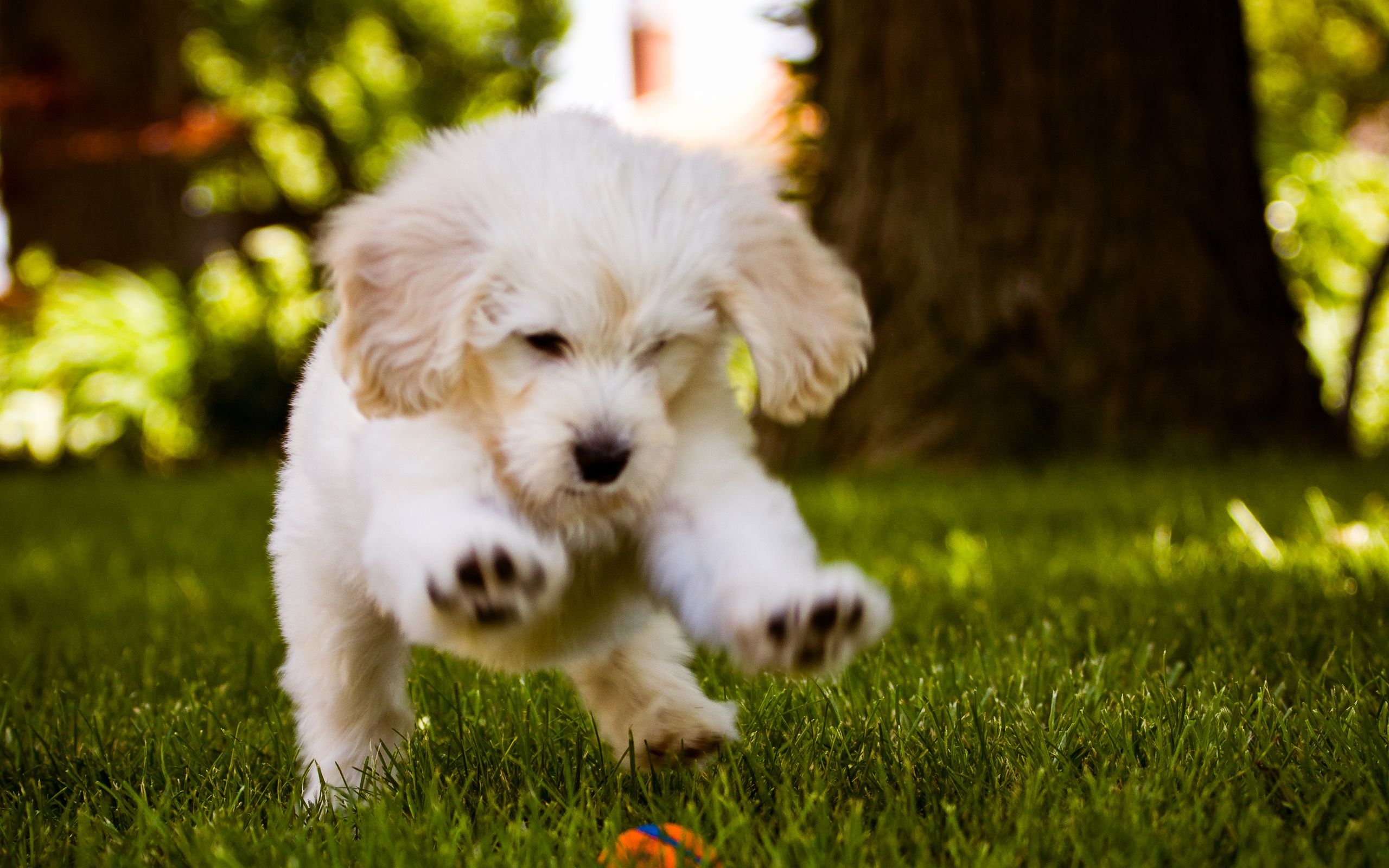 Free download Little Dog Playing In The Wood HD Wallpaper Desktop