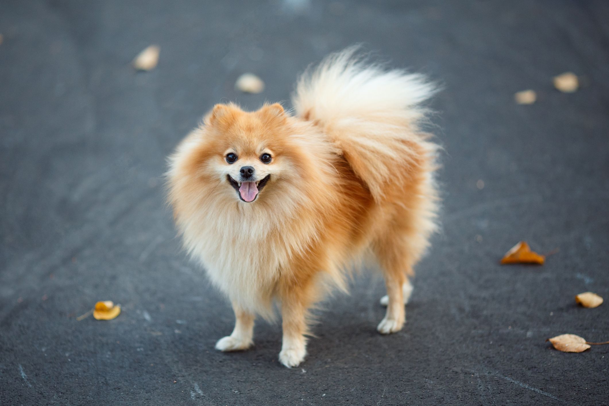Best Small Dog Breeds Breed Dogs
