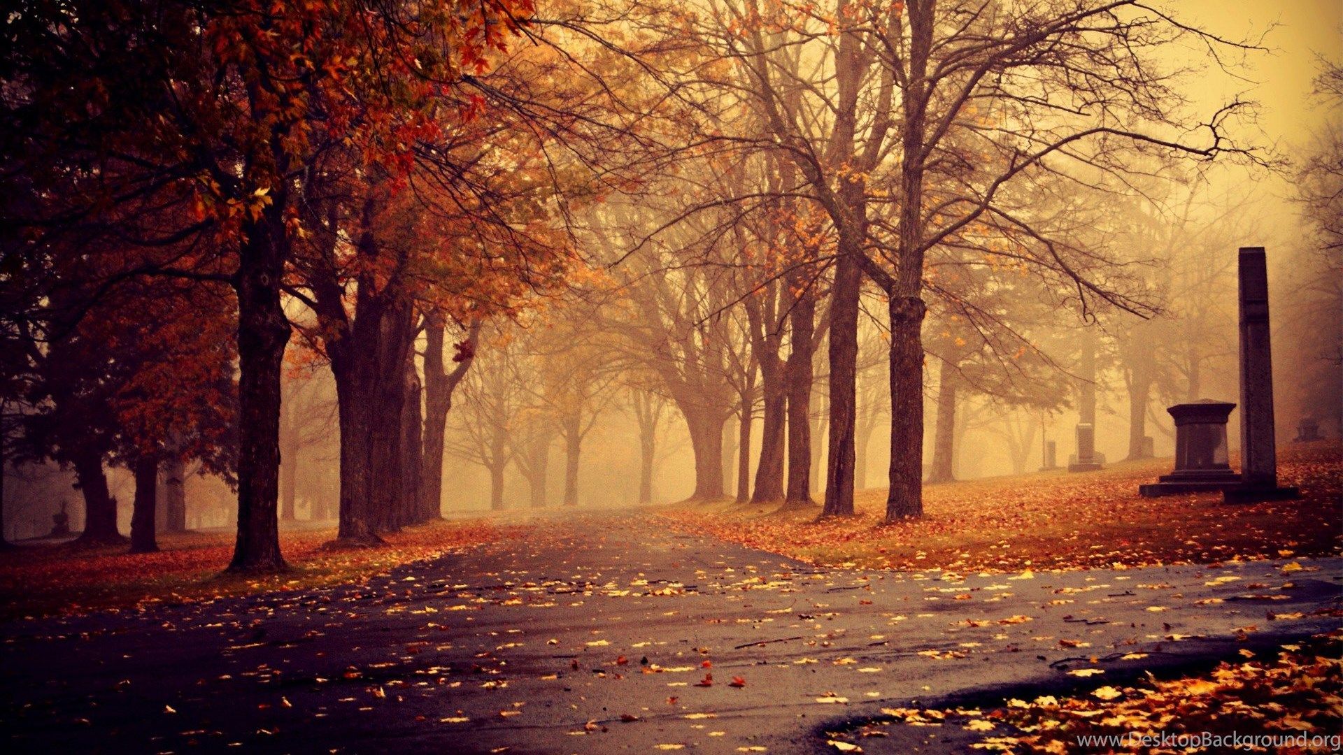 Download The Foggy Autumn Wallpaper, Foggy Autumn iPhone
