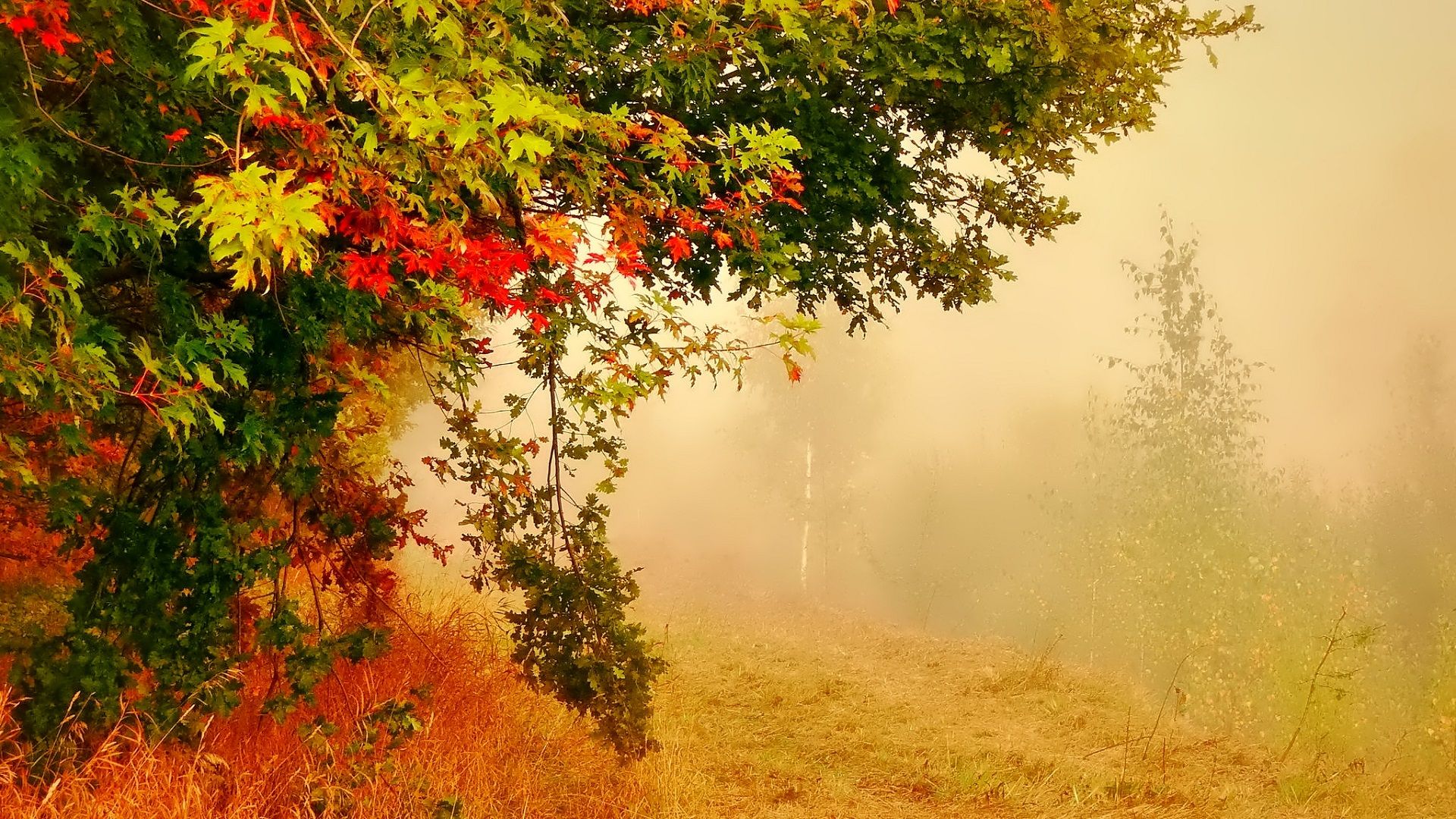 Tree in Foggy Autumn Forest HD Wallpaper. Background Image