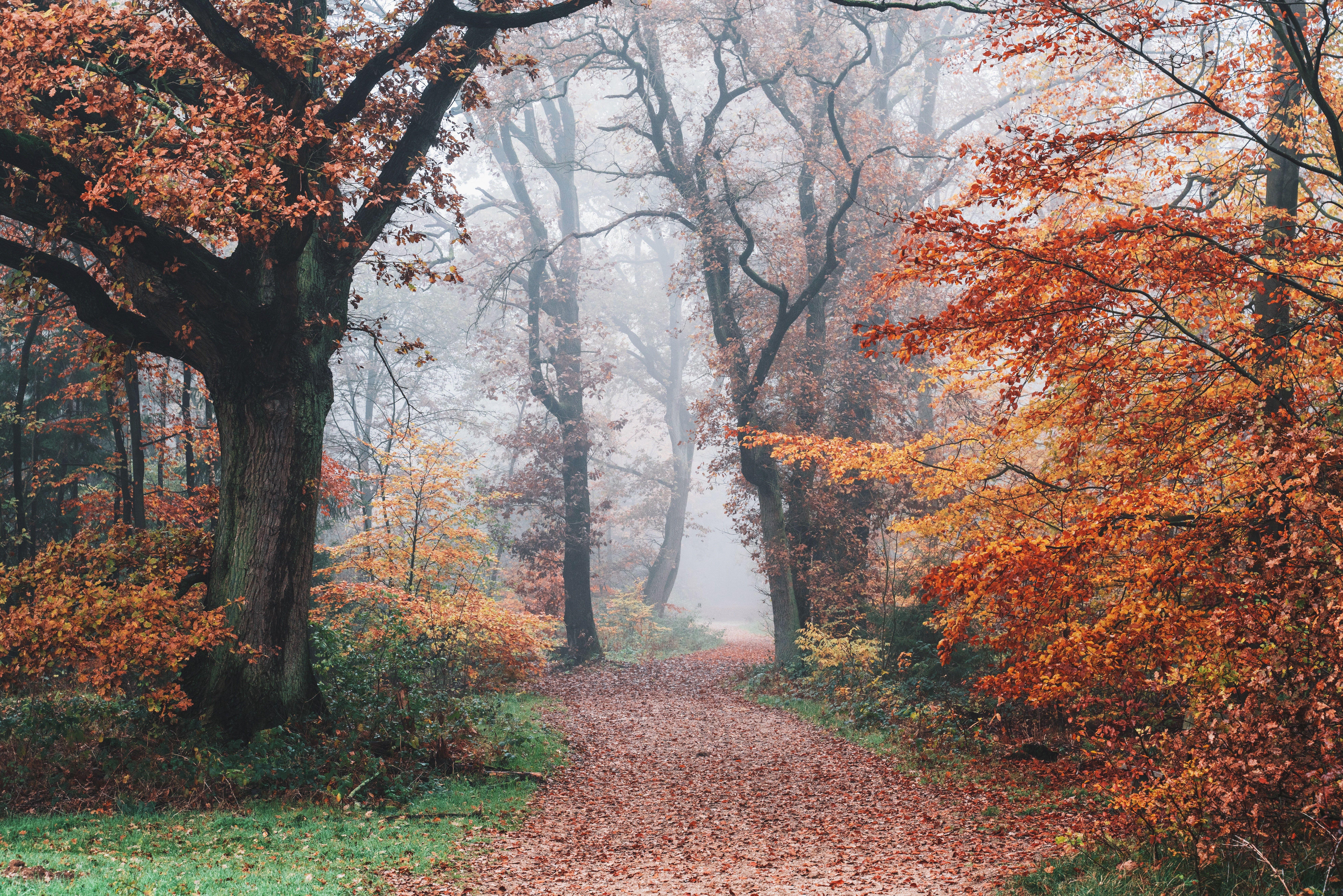 Autumn 4K Wallpaper, Forest, Fall Foliage, Trees, Foggy, Morning