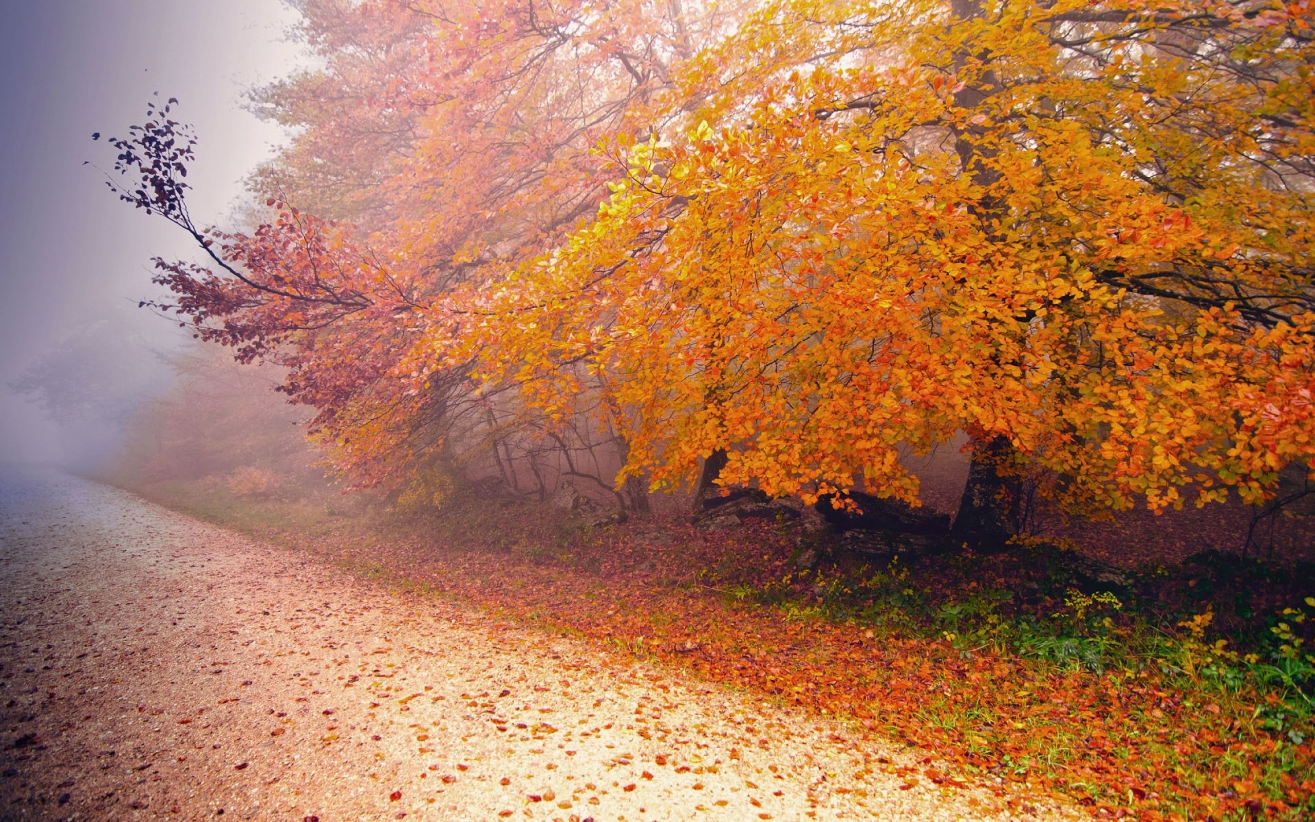 Best autumn Mac Wallpaper Free HD Download