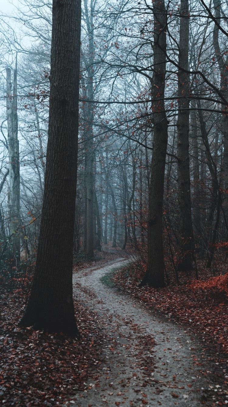 Download 750x1334 Forest, Dark, Foggy, Autumn, Fall, Trees