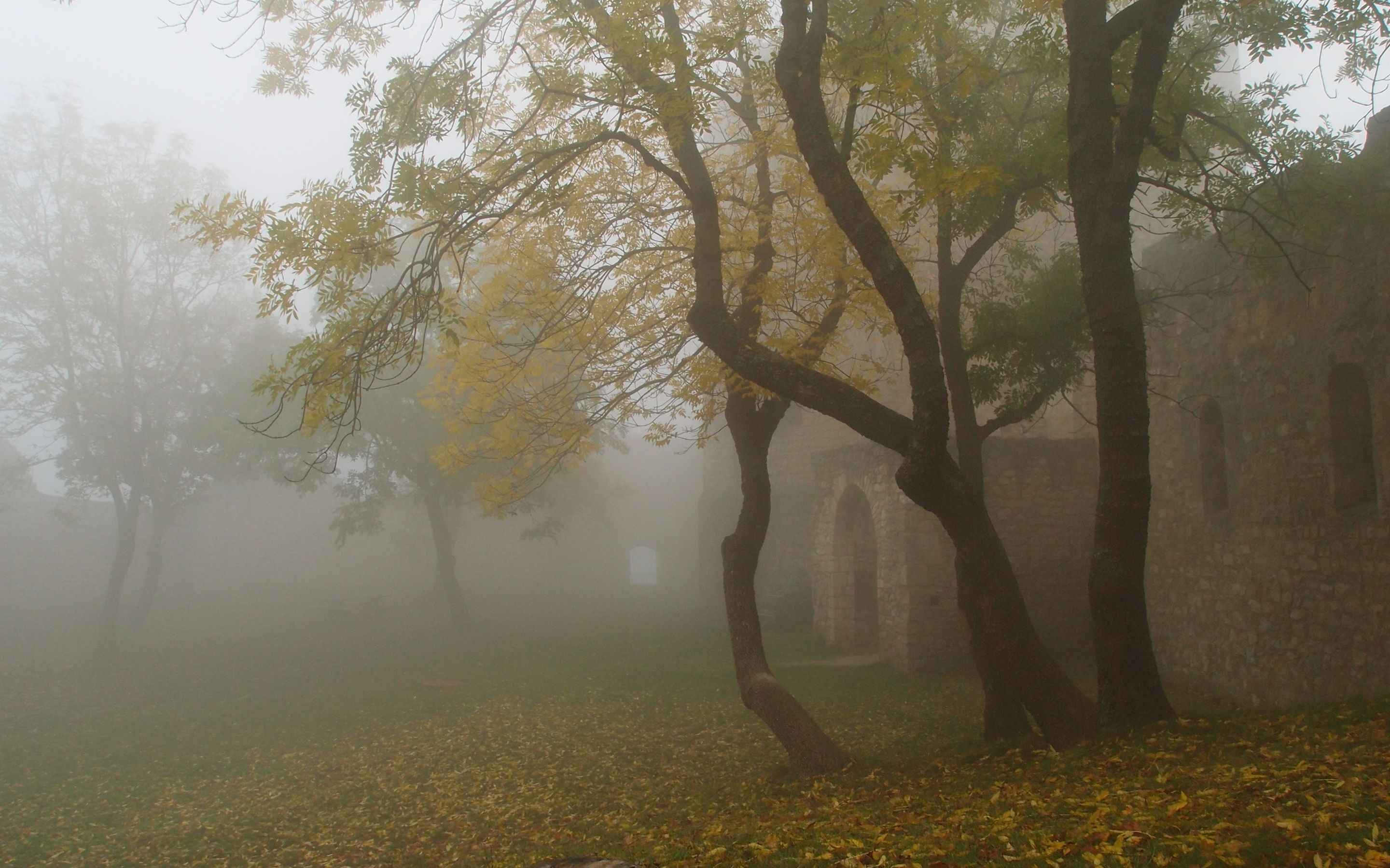 Foggy Autumn Forest Wallpaper