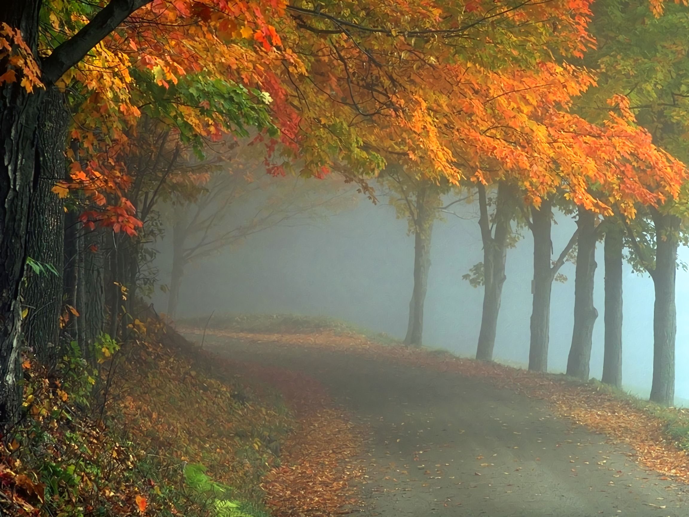 Foggy Autumn Forest Road HD Wallpaper. Background Image