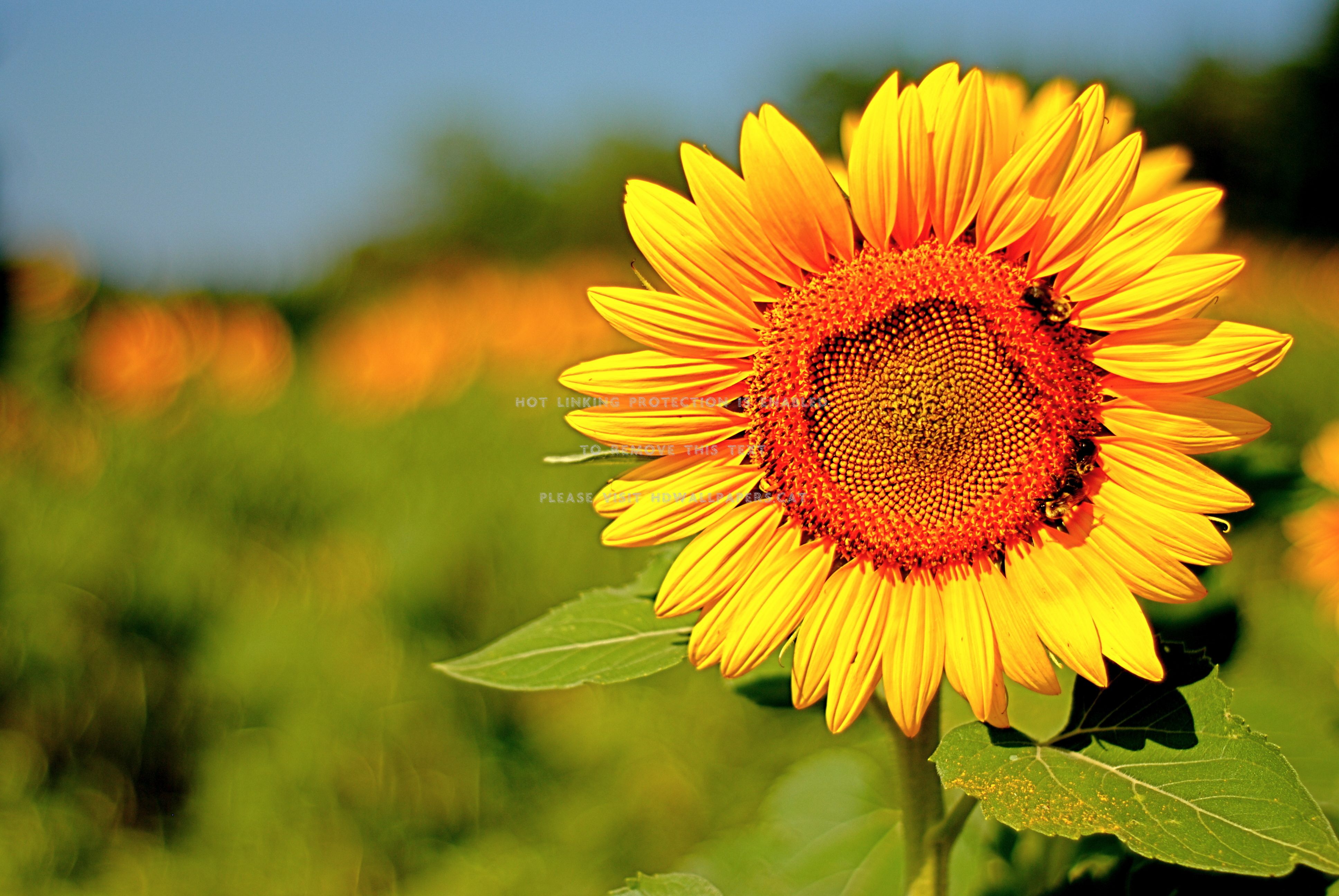 Positive Energy Desktop Wallpapers 4k Infoupdate