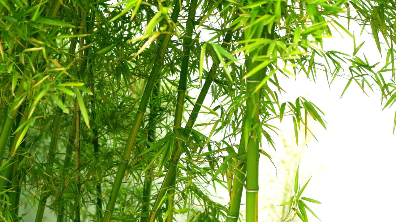 Bamboo Wallpaper Full HD
